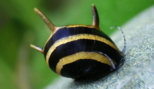 除藻高手 蜜蜂角螺 黑金剛螺 黃金螺 羊角螺 橙兔螺 巧克力螺 斑馬螺 笠螺 蘋果螺 螺