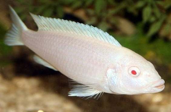 雪鯛 非洲王子 閃電戰神