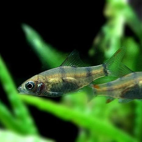 燈魚集合區 一線小丑燈 鑽石燈  三角燈 紅蓮燈 女王燈 日光燈 黃日光燈 火翅金鑽 噴火燈 火兔燈 三間小丑燈 藍剛果燈 亞洲紅鼻 紅鼻剪刀 一眉道人 野生金燈 黑帝王燈 鉛筆燈 櫻桃燈 血叉尾珍珠燕子 藍色霓虹燈