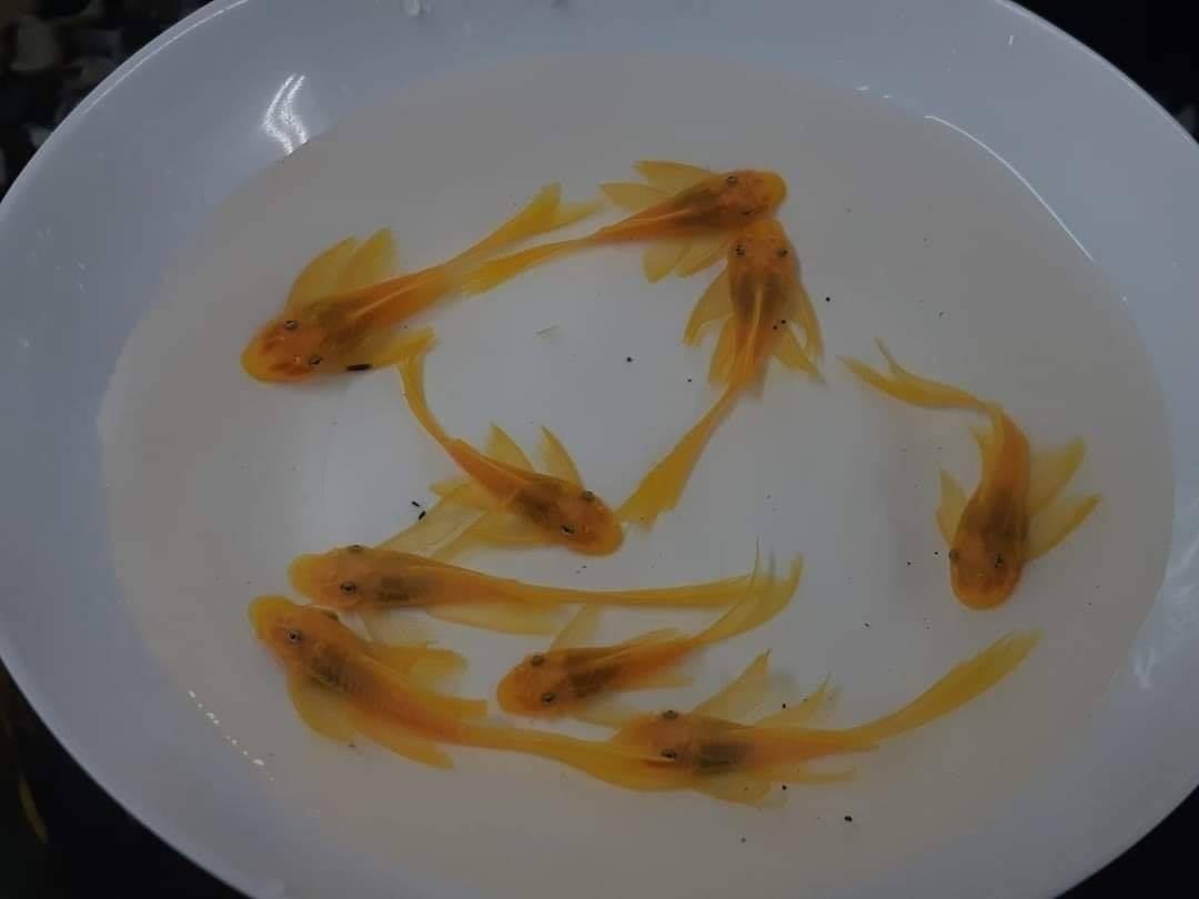 藍眼大帆
