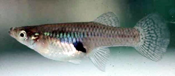 大肚魚