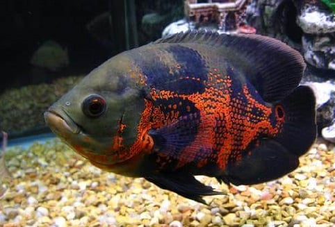 紅豬魚