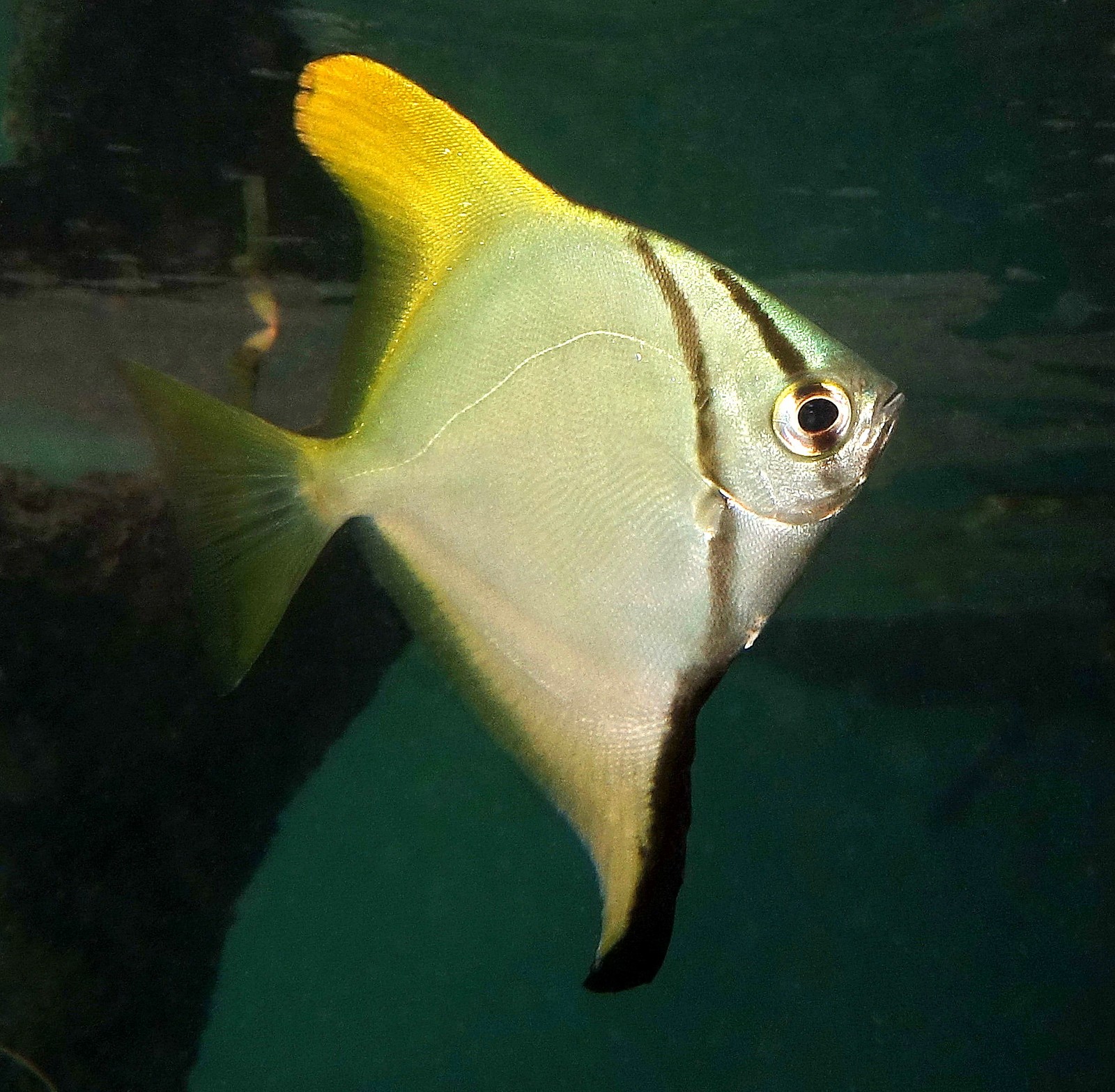 銀昌魚