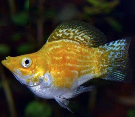 金球、黑球、銀球