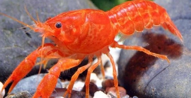 橘螯蝦 藍螯蝦 白螯蝦