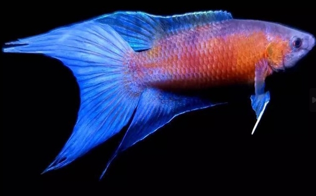 澳洲火焰彩兔 鬥魚