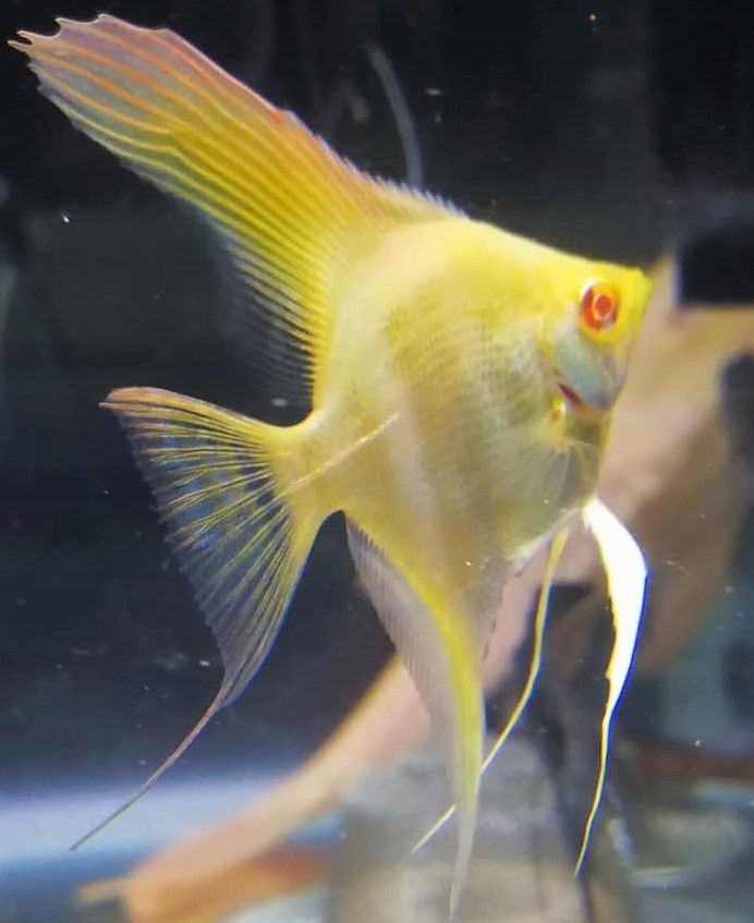 白子馬拉卡普神仙