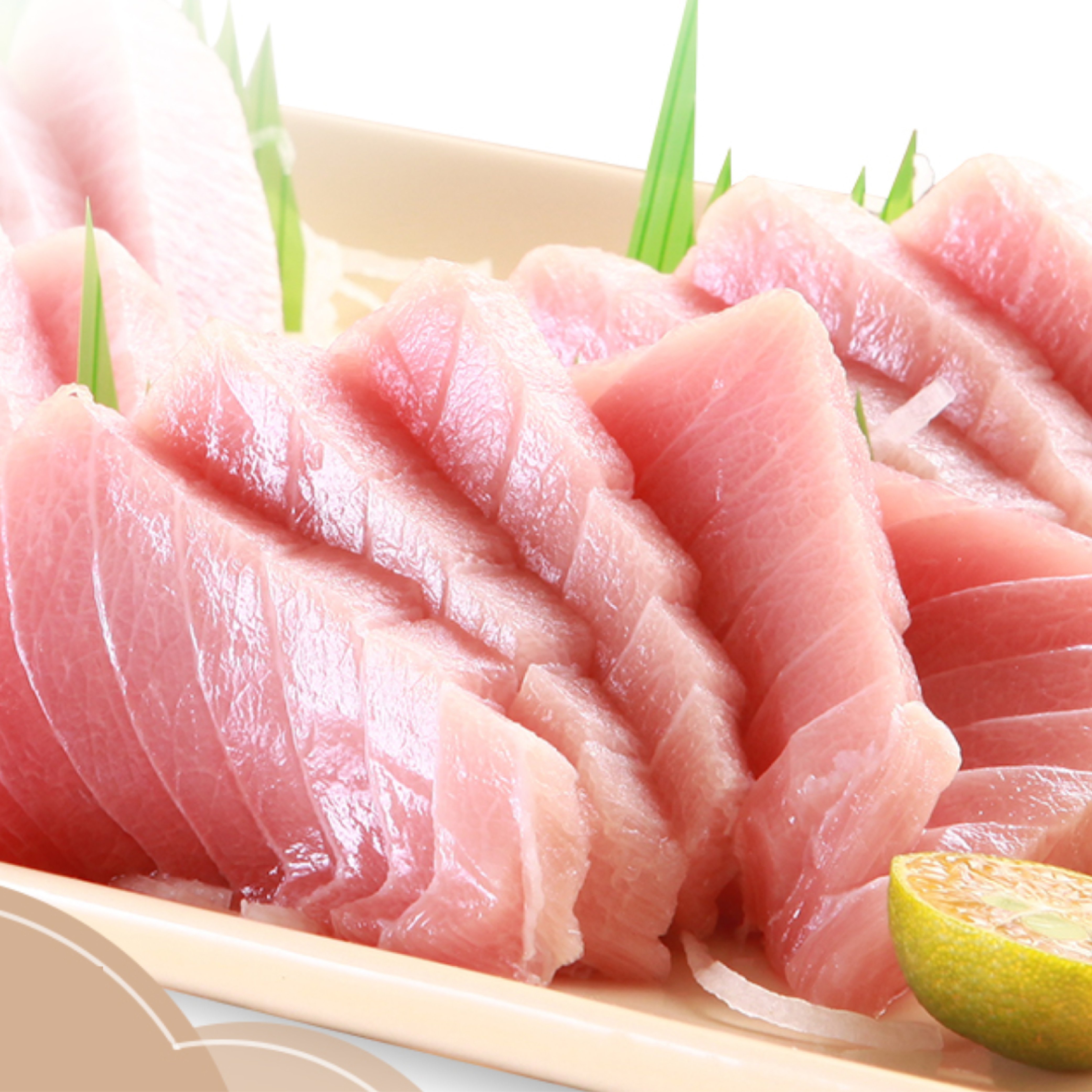 南方黑鮪魚 中腹