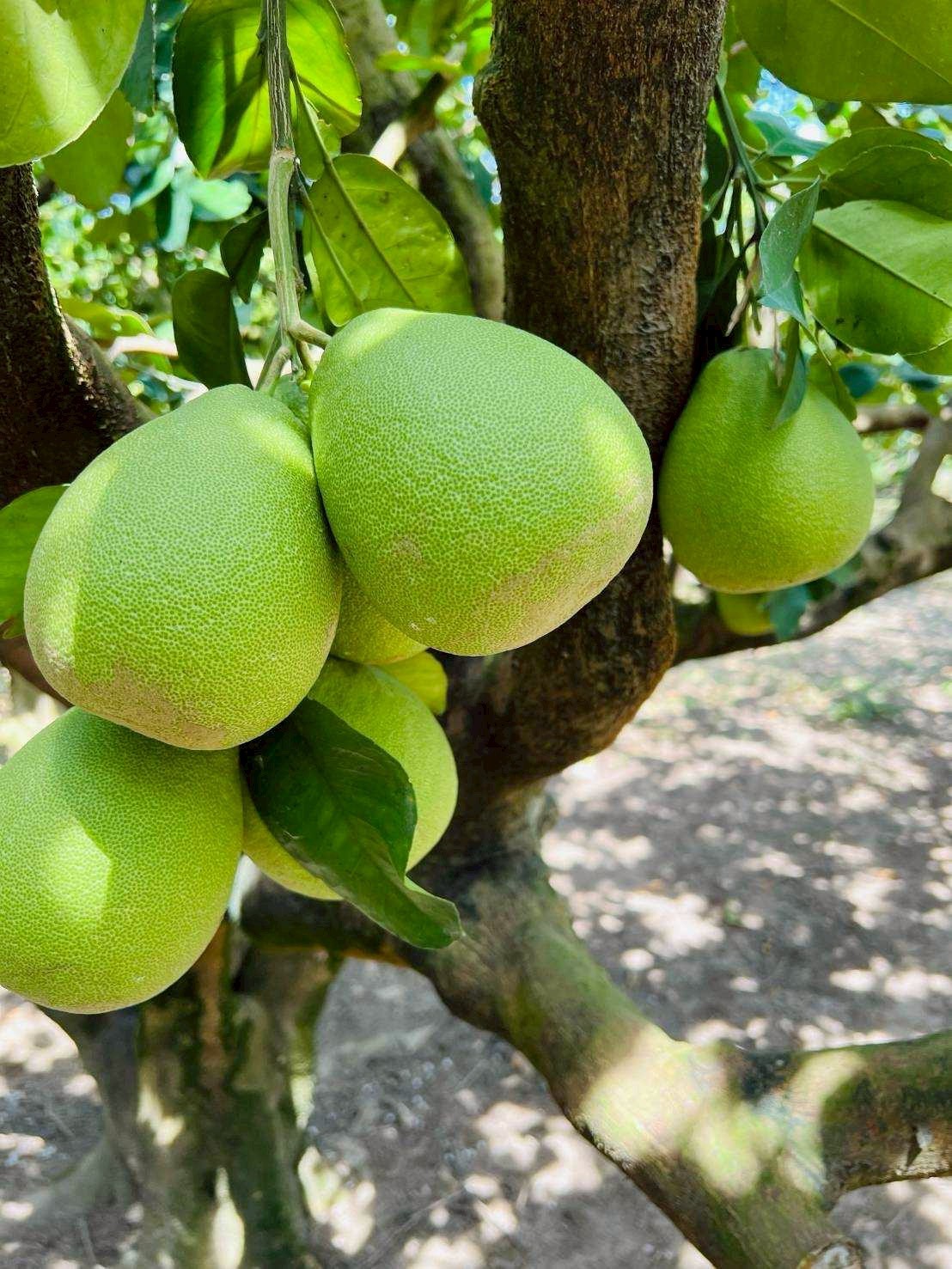 台南麻豆文旦禮盒，限量免運價（6kg／箱）