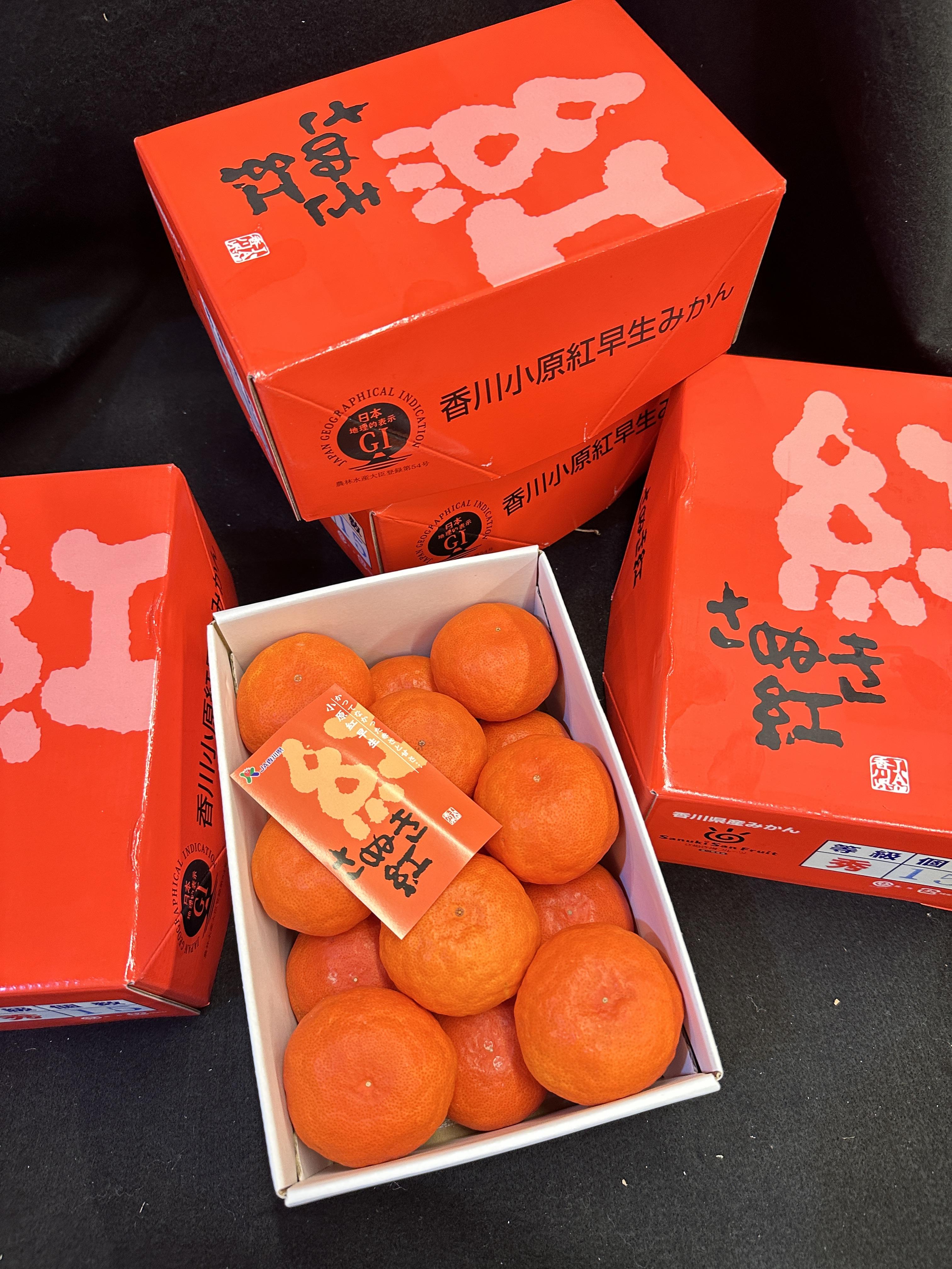 日本香川小原紅蜜柑