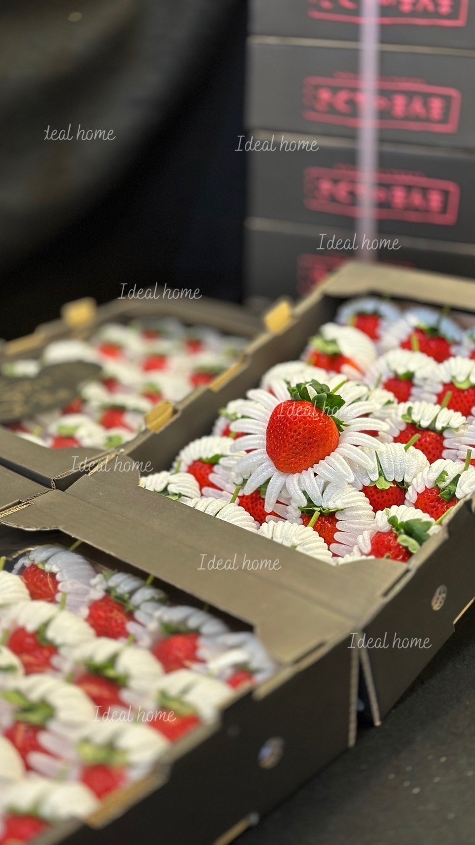 日本糖蜜菊池黑盒「預購排單出貨」