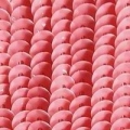 實色－FLAT SEQUINS GLOSSY PORCELAIN
