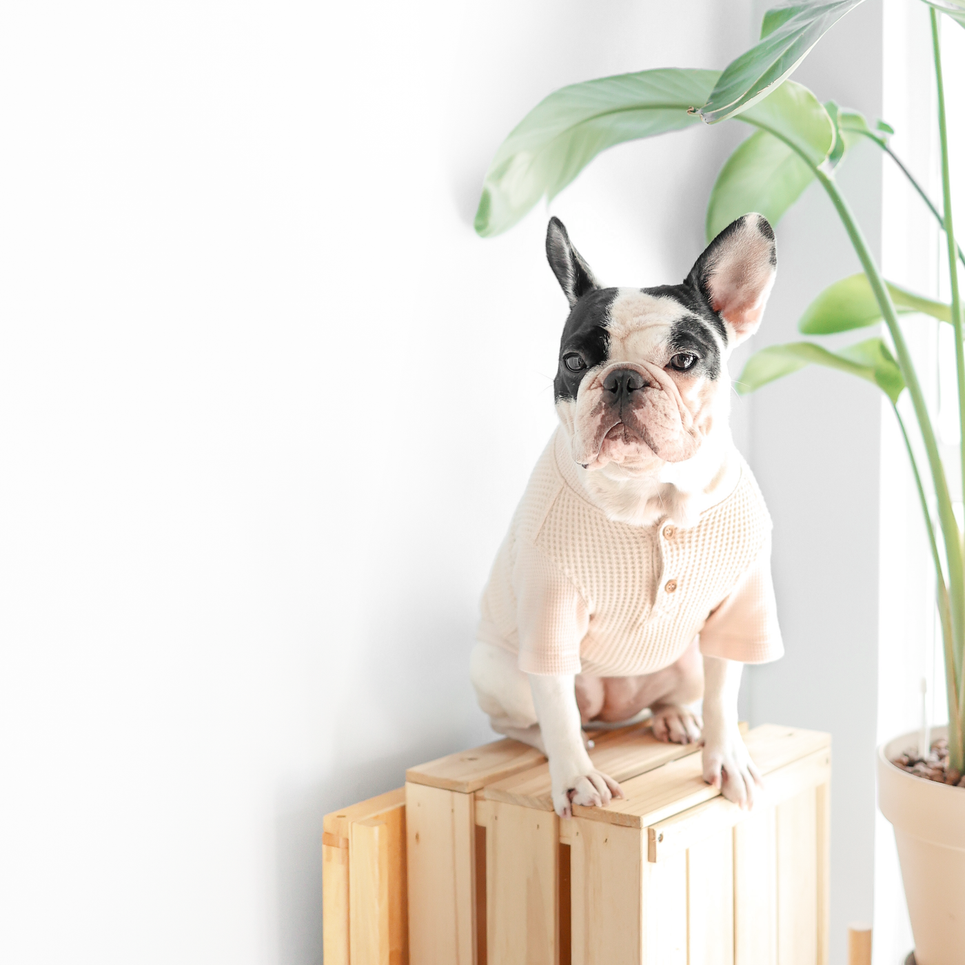 Lambwolf Waffle Ultra Soft 華夫格亨利踢