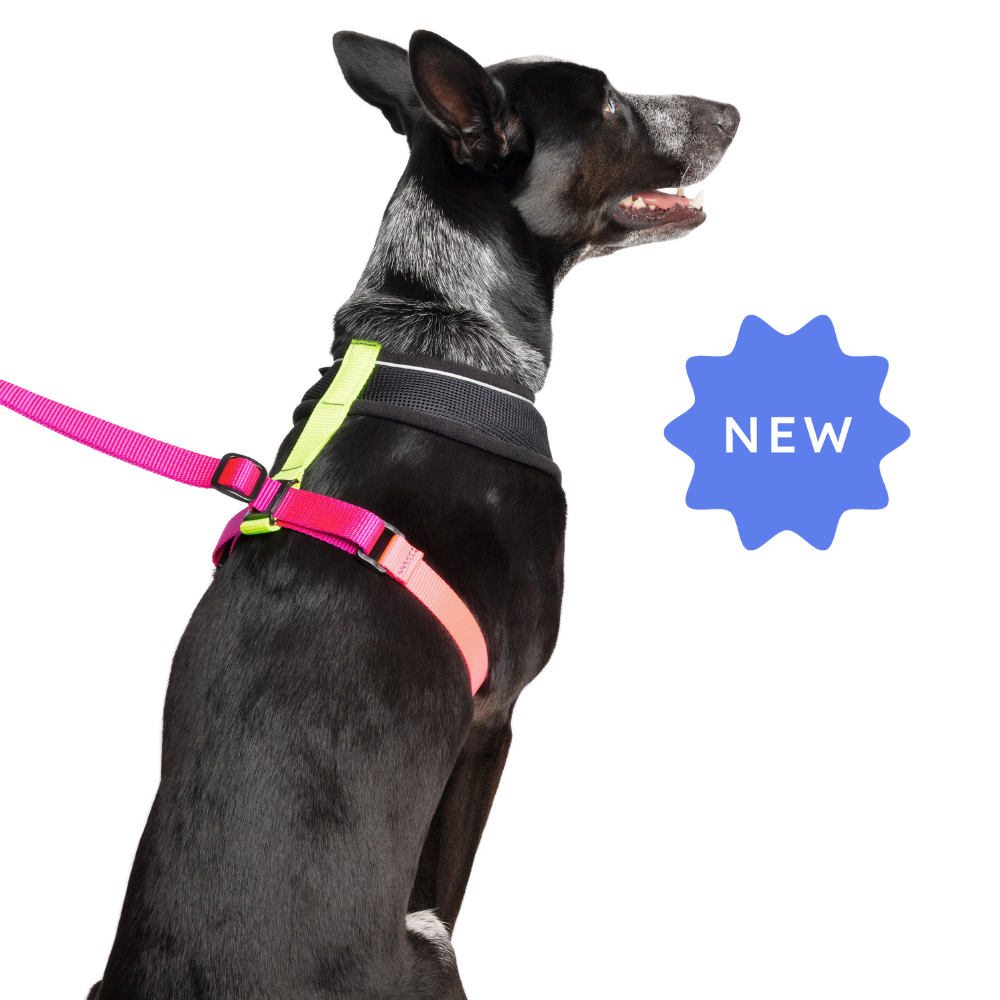 Gold Paw Featherweight Air Harness 羽量透氣胸背（防掙脫、無插扣、馬鞍伸縮）