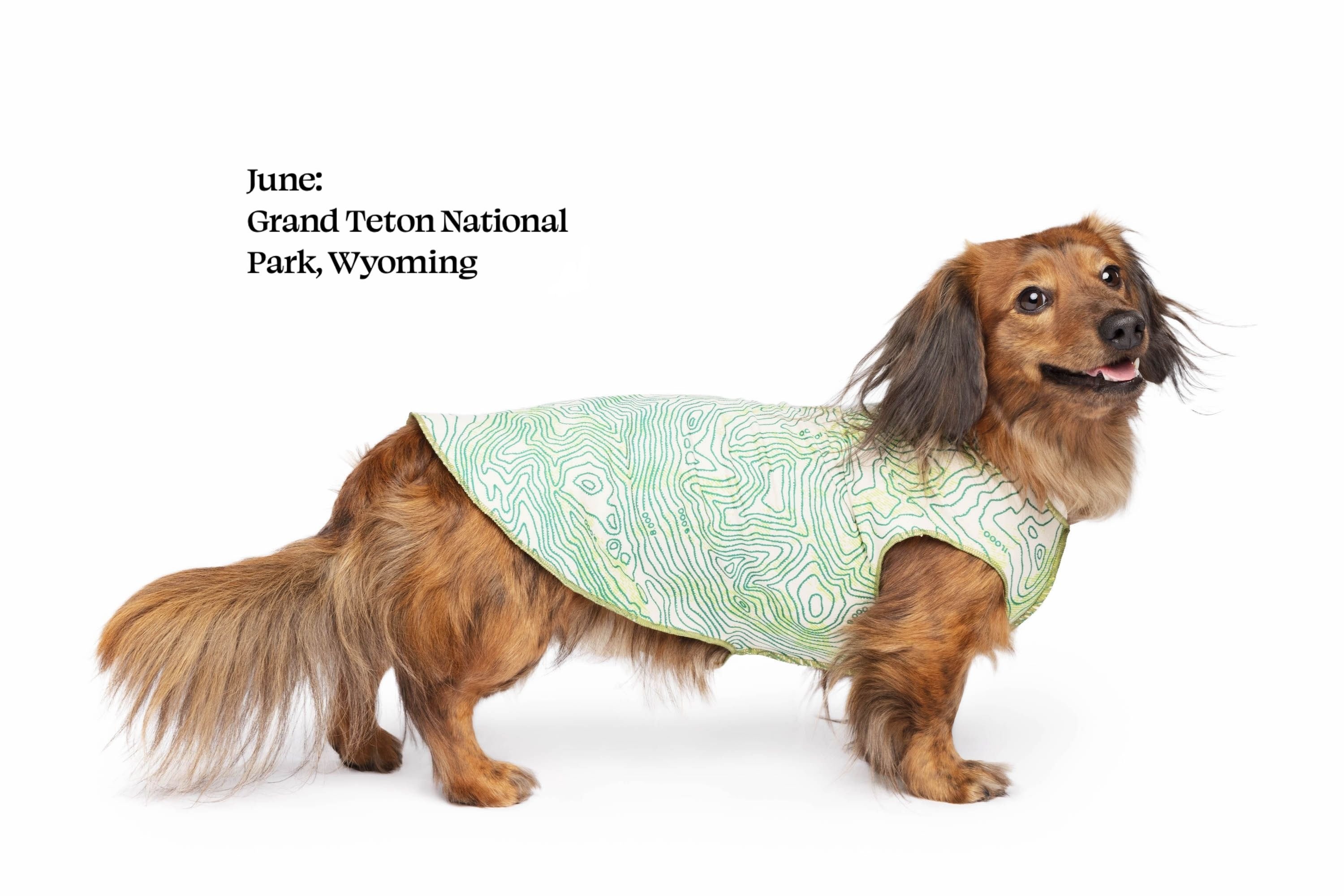 Gold Paw Sun Shield 防曬降溫彈性背心 Gold Paw Sun Shield 防曬降溫彈性背心