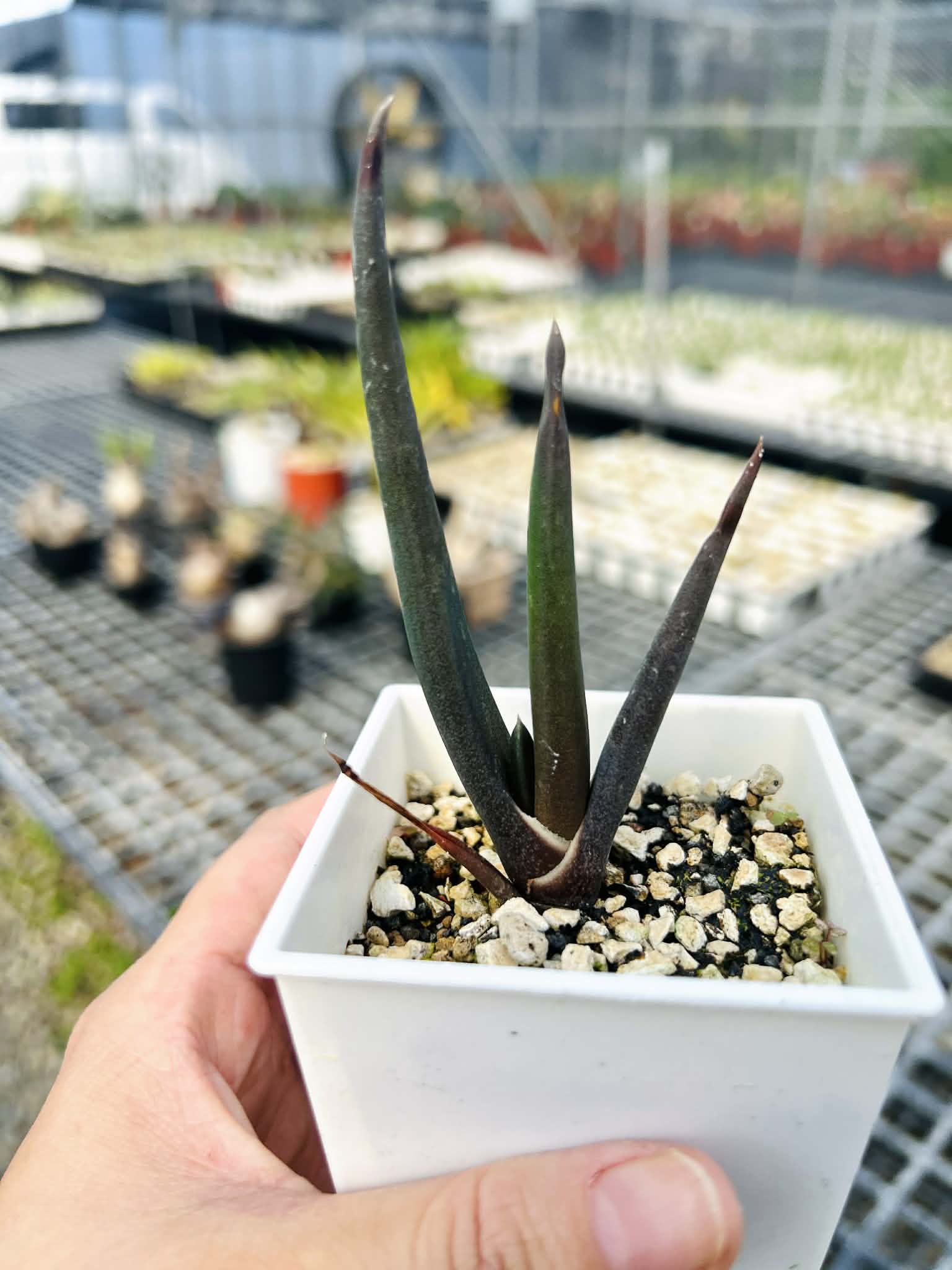 實生索贊蘆薈Aloe suzannae