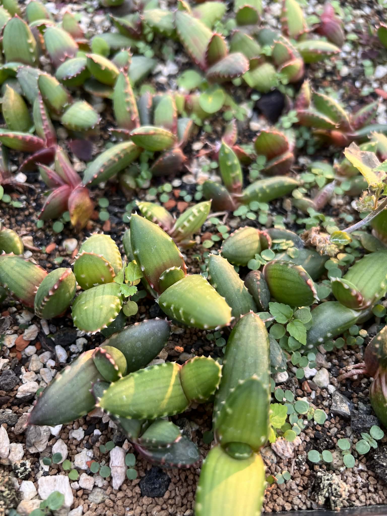 實生皮爾森蘆薈  Aloe pearsonii