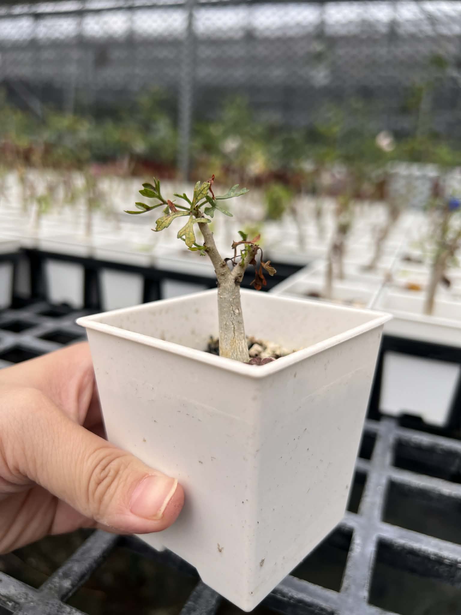 【限時特賣】實生鹿角橄欖、實生好望角橄欖