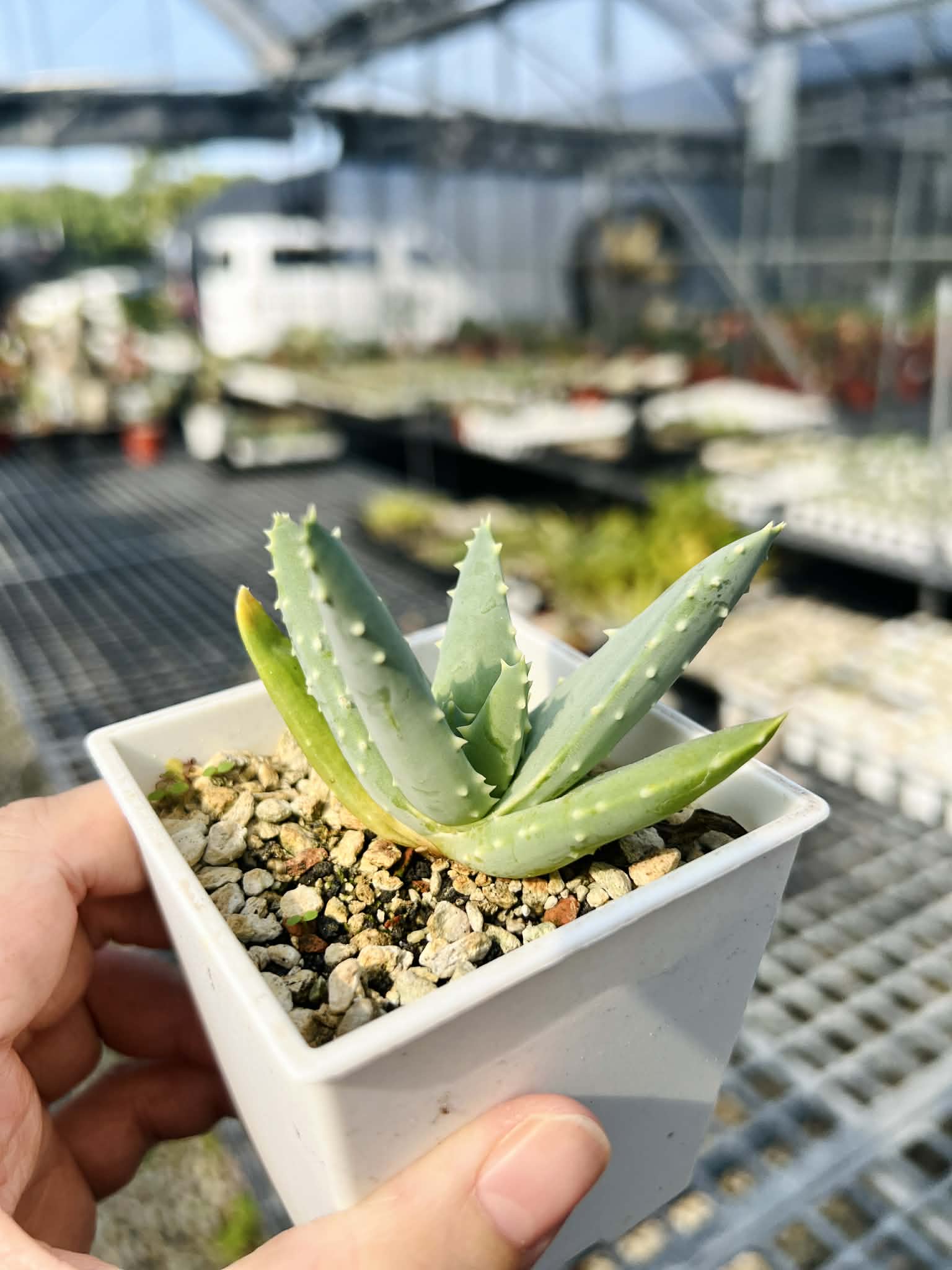 實生皮爾蘭斯蘆薈Aloe pillansii