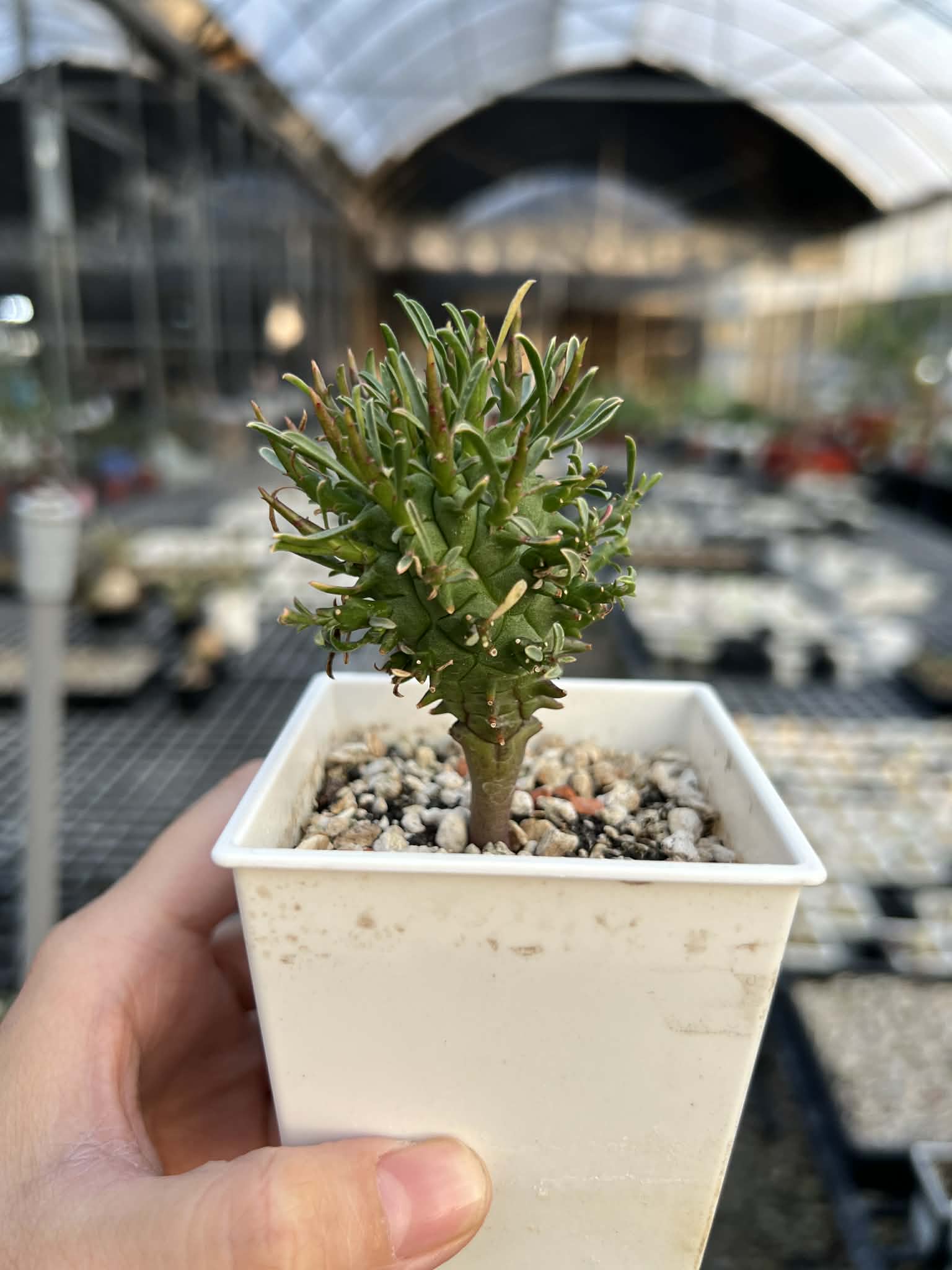 實生鬥牛角Euphorbia schoenlandii