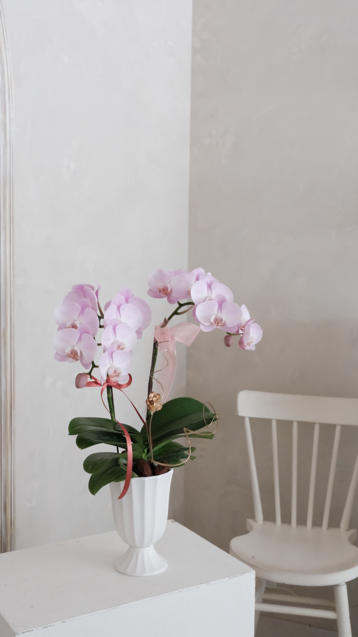 單色蘭花花禮-粉紫色