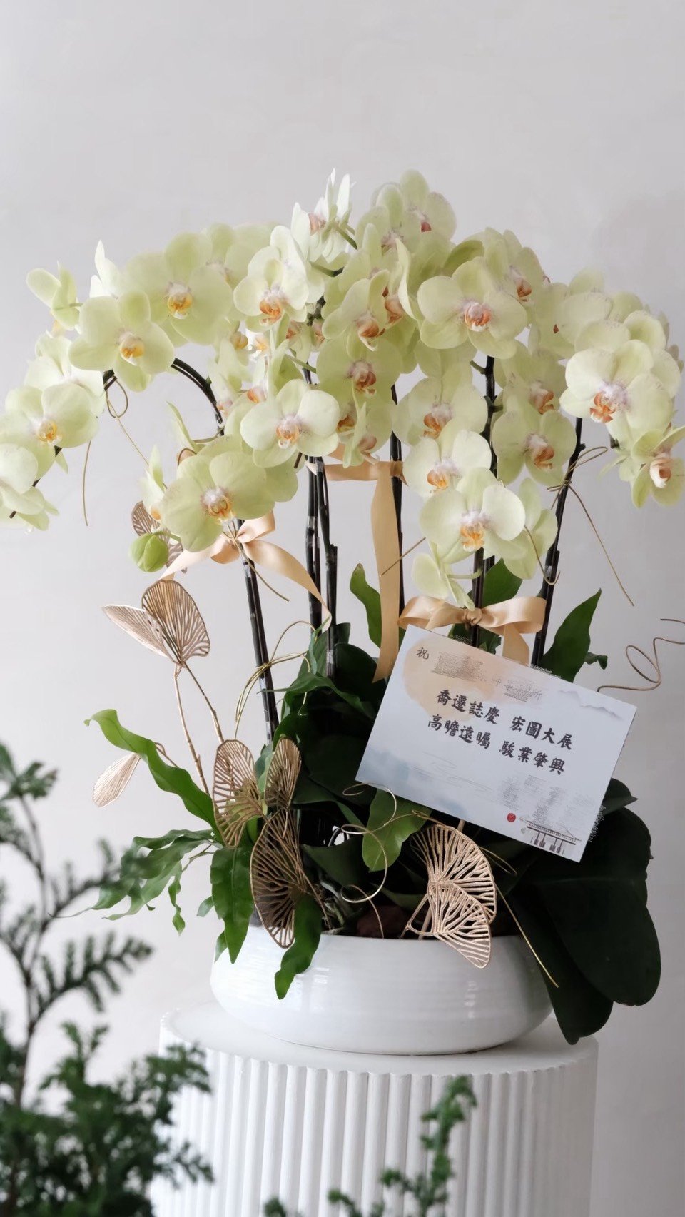 大型蘭花花禮-黃色
