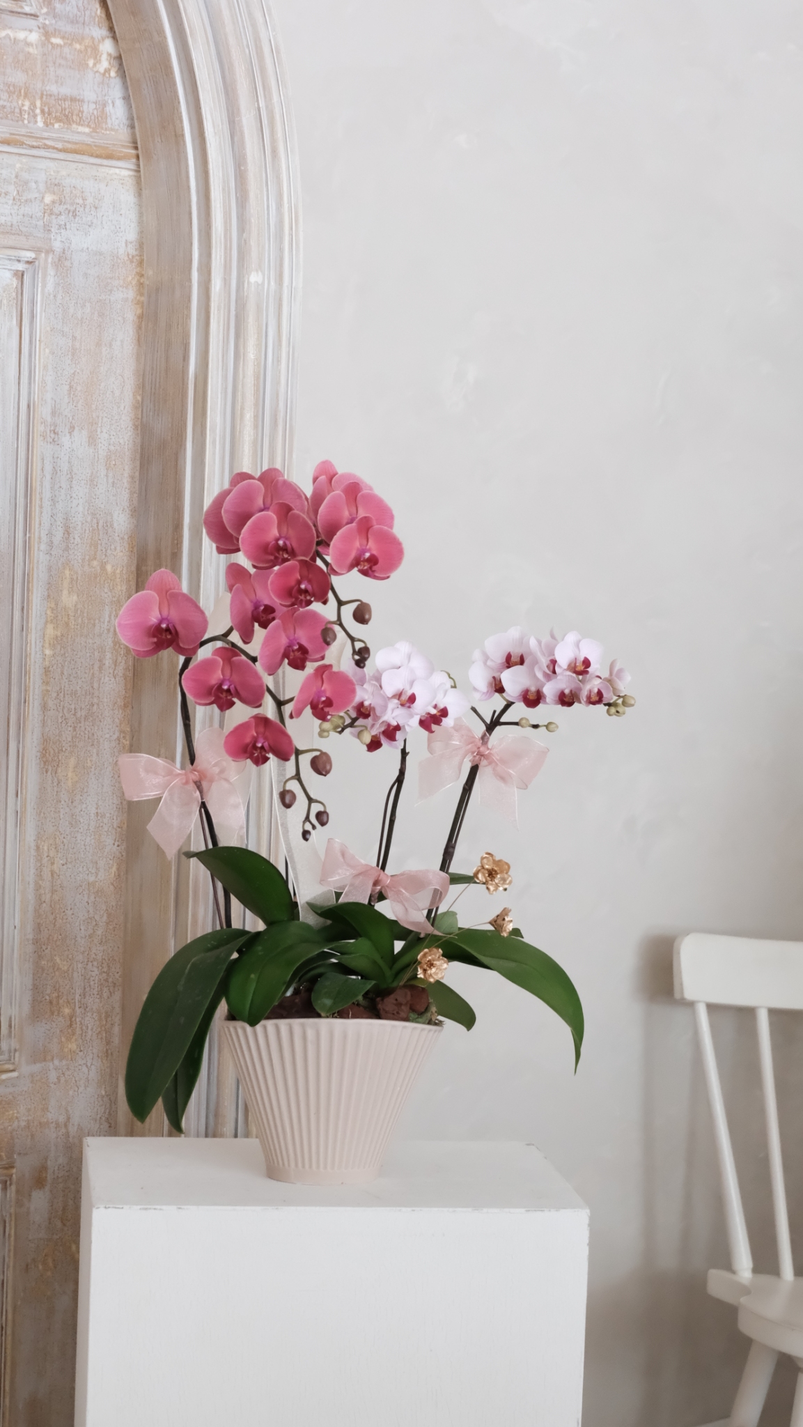 雙色蘭花花禮-粉色系