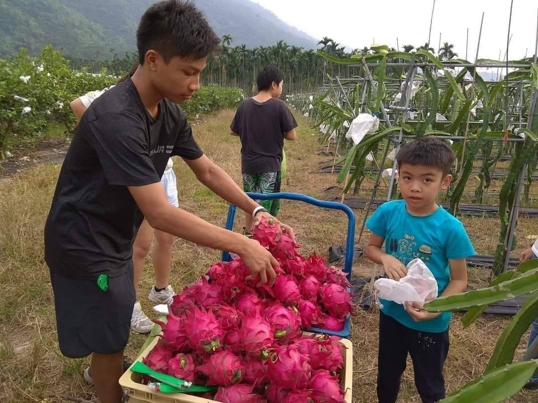 【善導書院/幸福食間】 傳愛～安全無毒健康紅龍果
