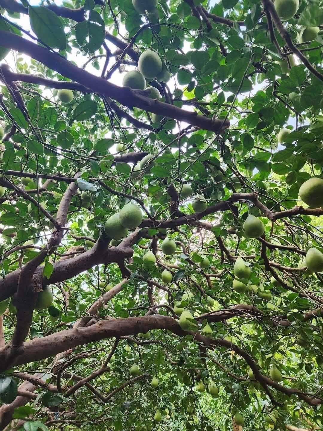 ❤️善導書院幸褔食間-中秋文旦預購