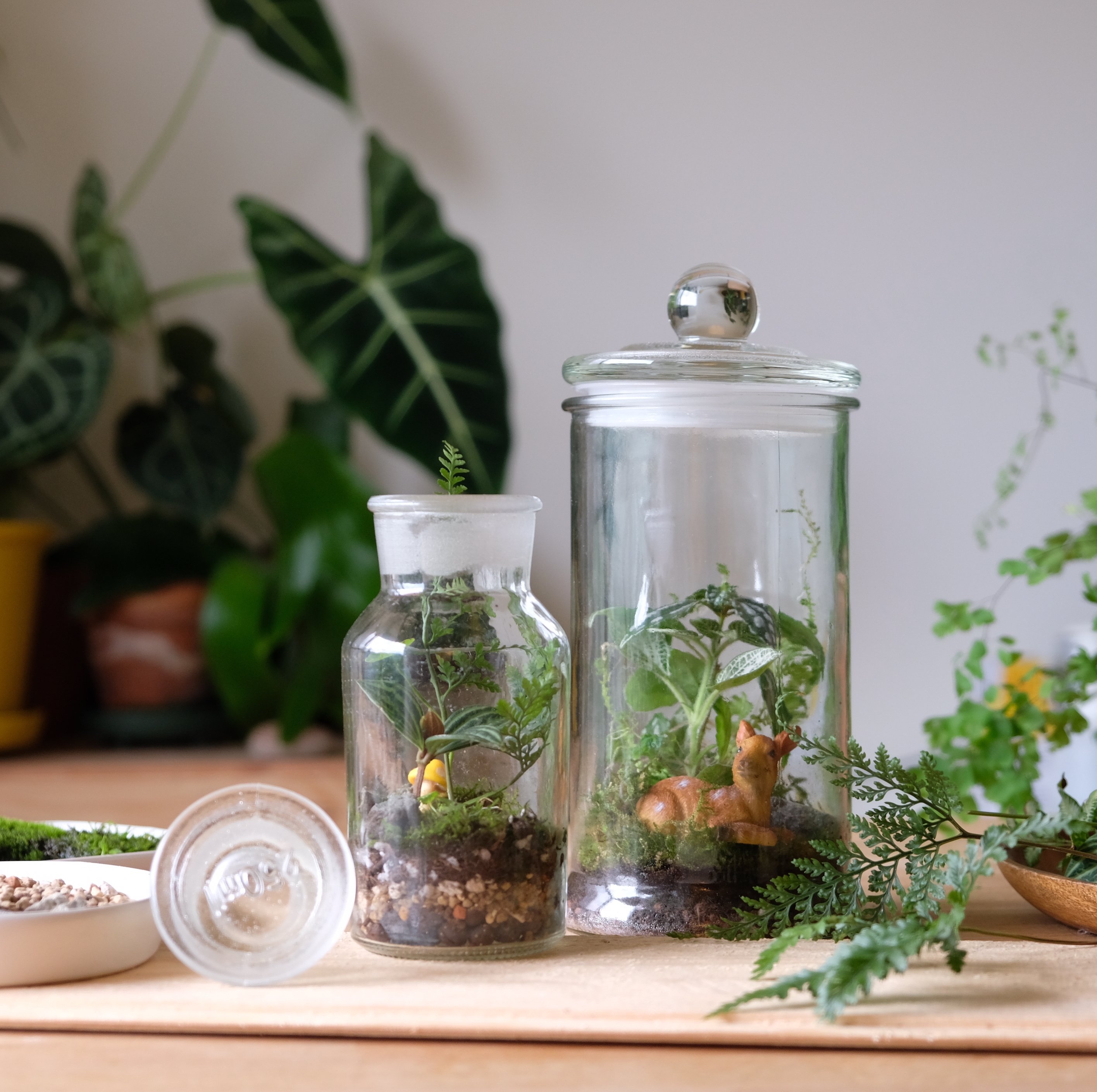 企業課程｜密閉式微景觀生態瓶