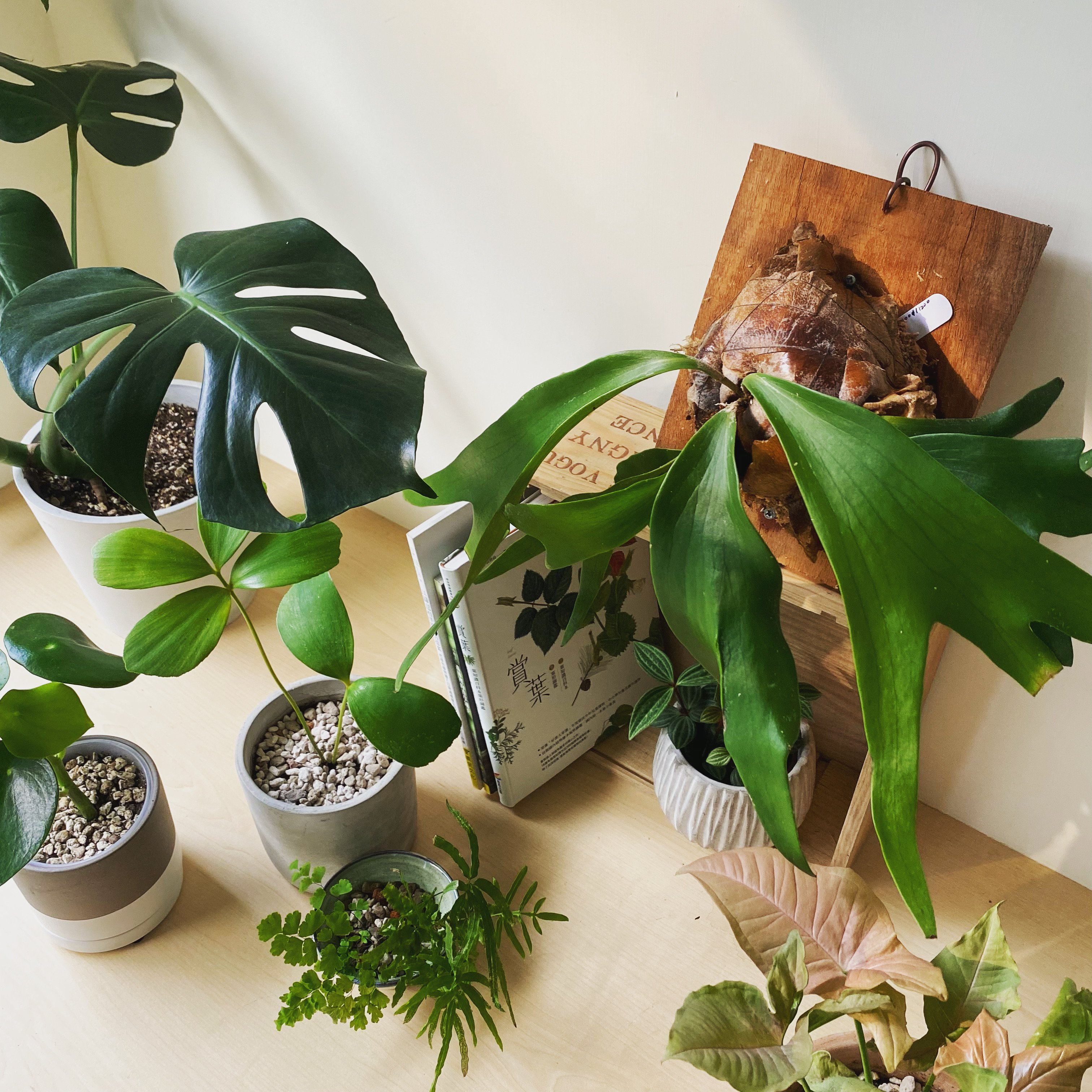 企業課程｜蕨類植物上板