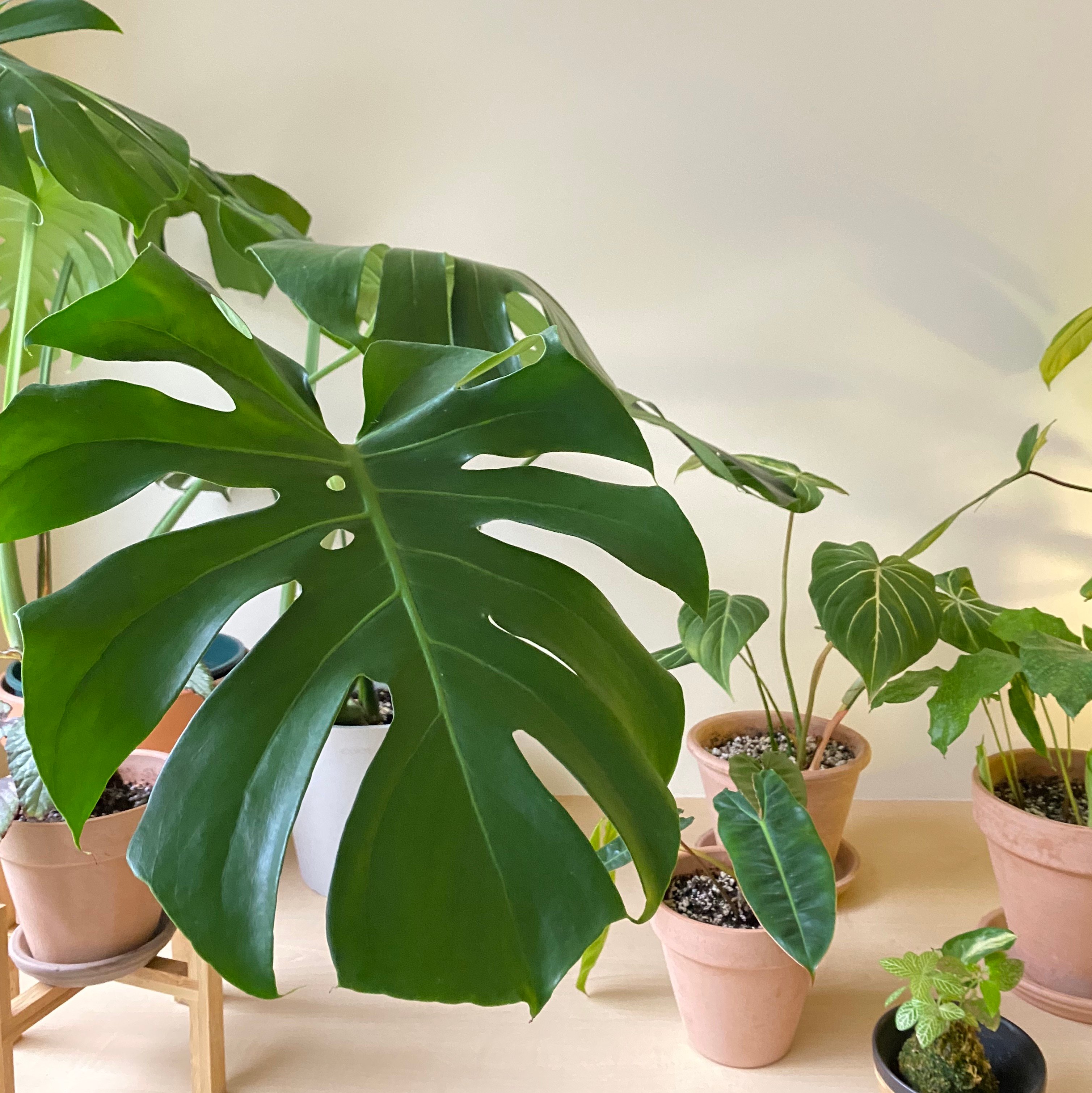 想脫離黑手指？8款超好顧植物推薦