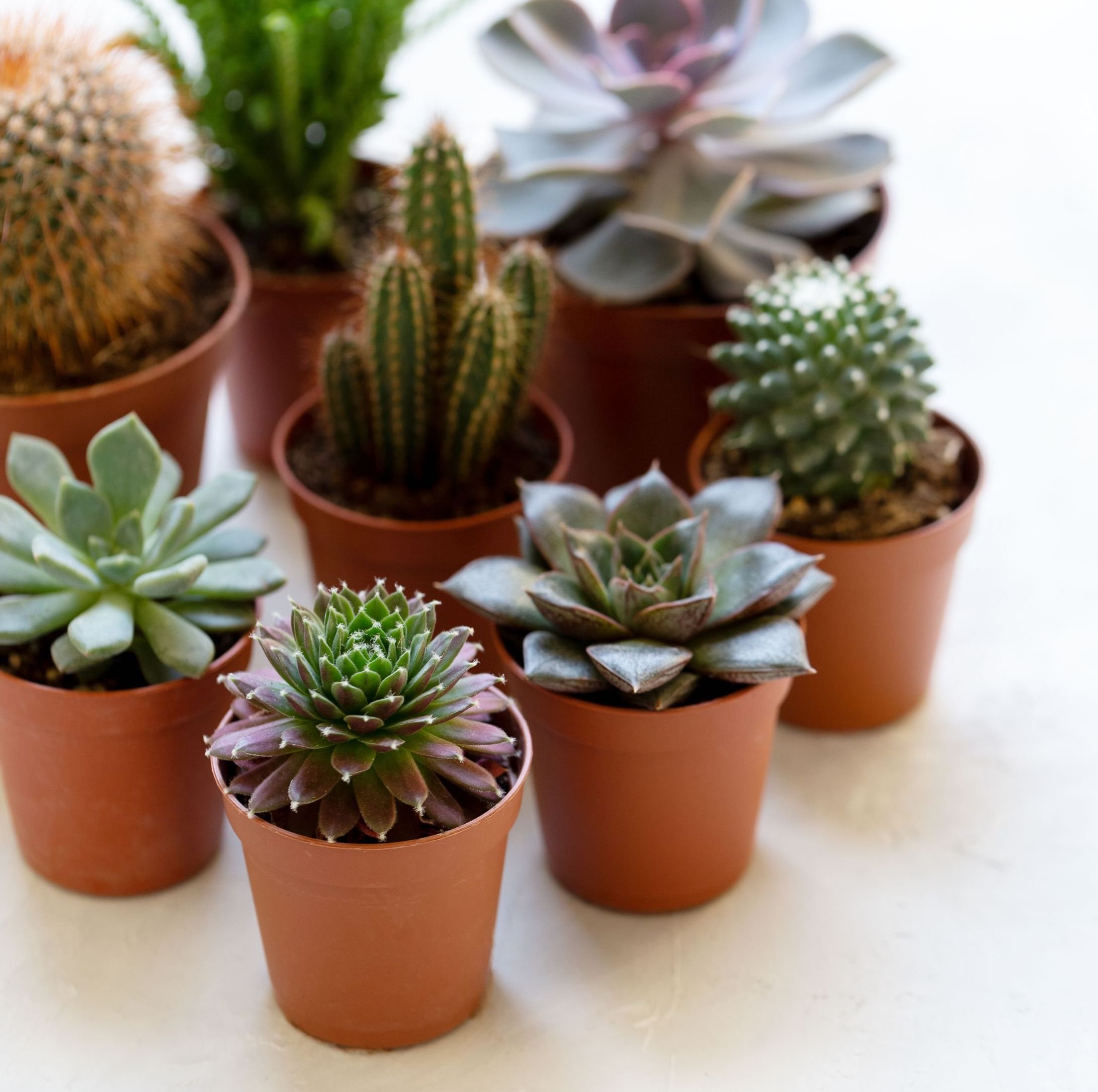 4種多肉植物綜合包