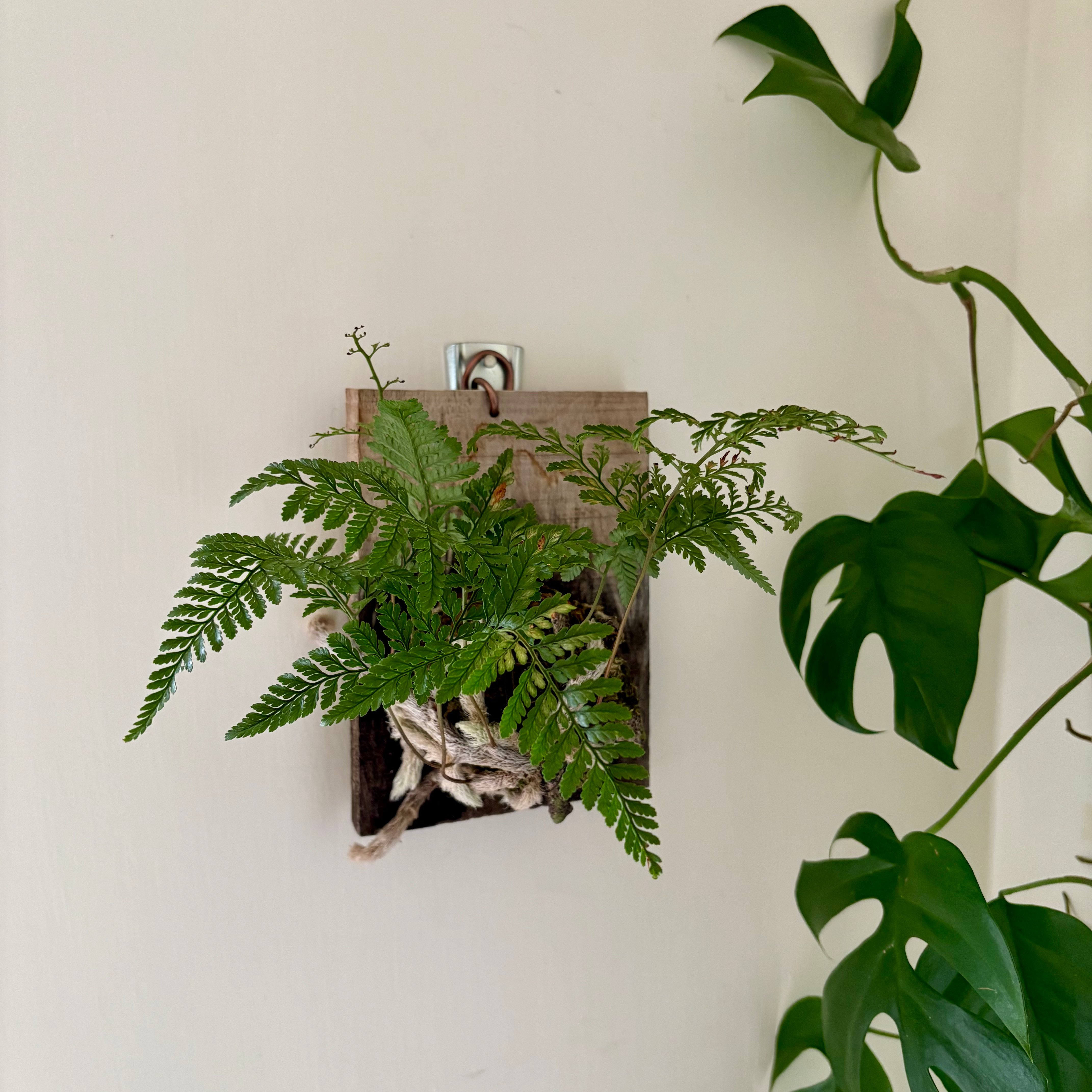 企業課程｜蕨類植物上板