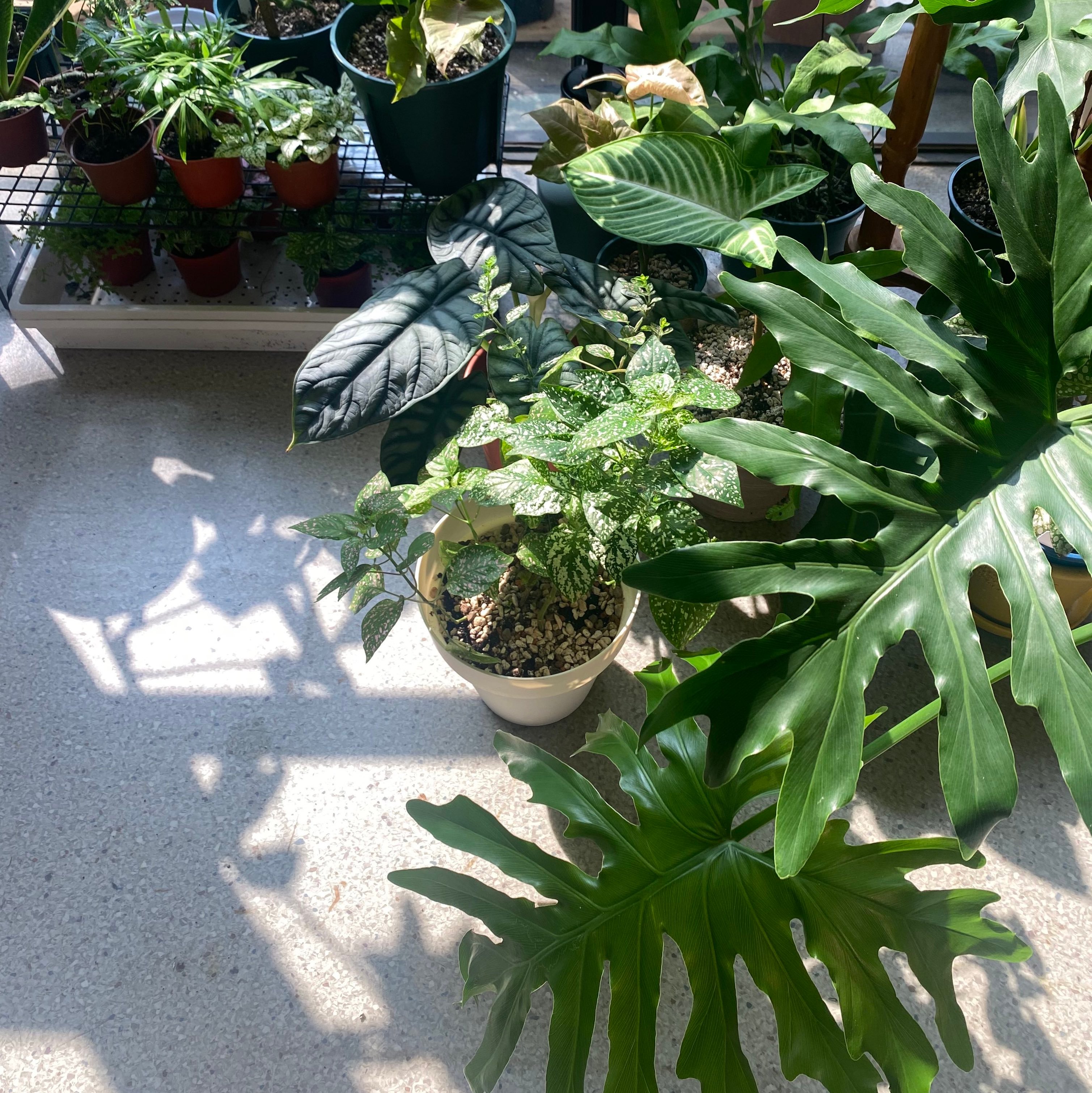 在家養植物到底會不會有蟲蟲！？