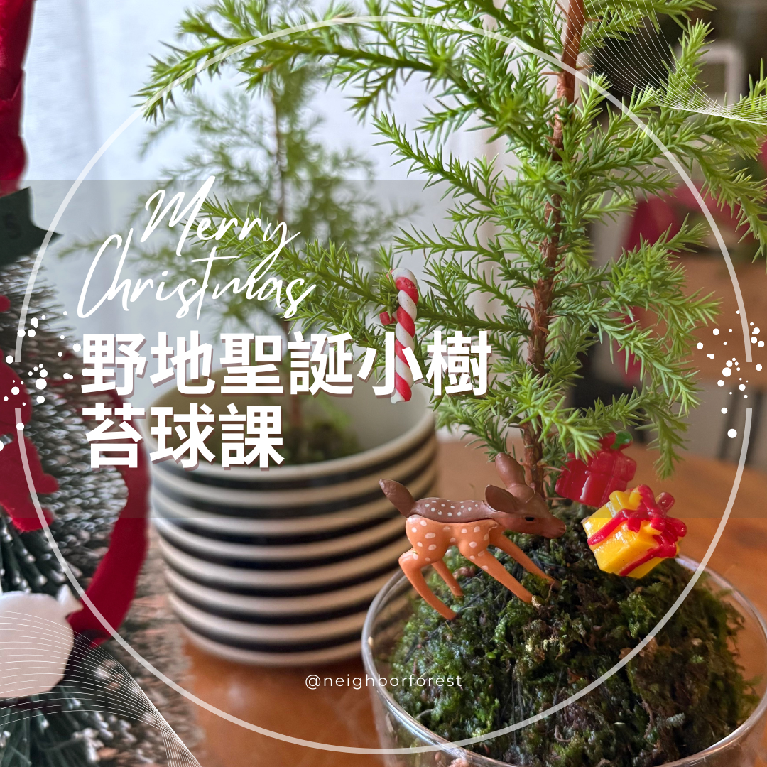 大師課程｜野地聖誕小樹苔球課