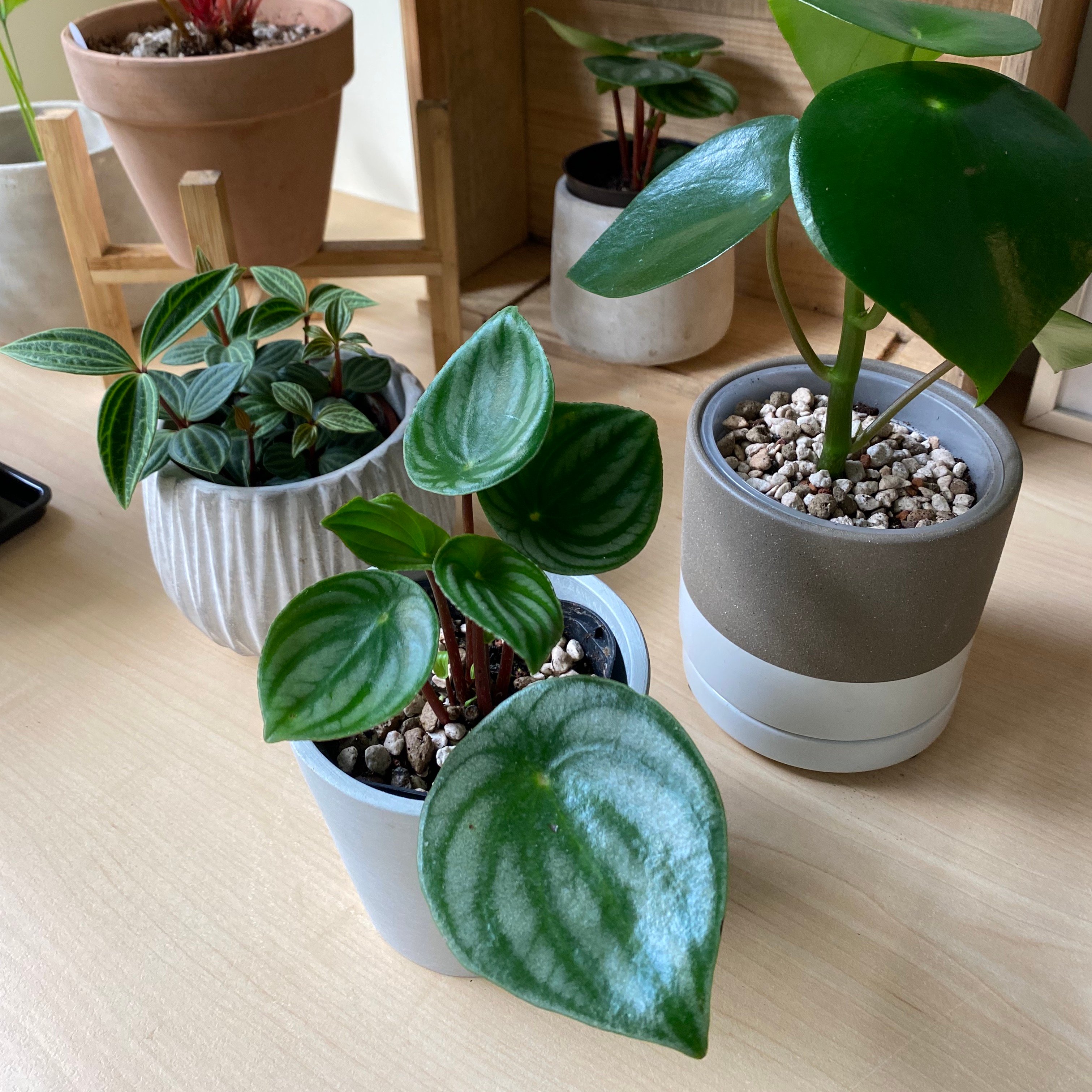 想開心出國玩，擔心家裡植物沒人照顧？4個好方法不怕回家會收盆