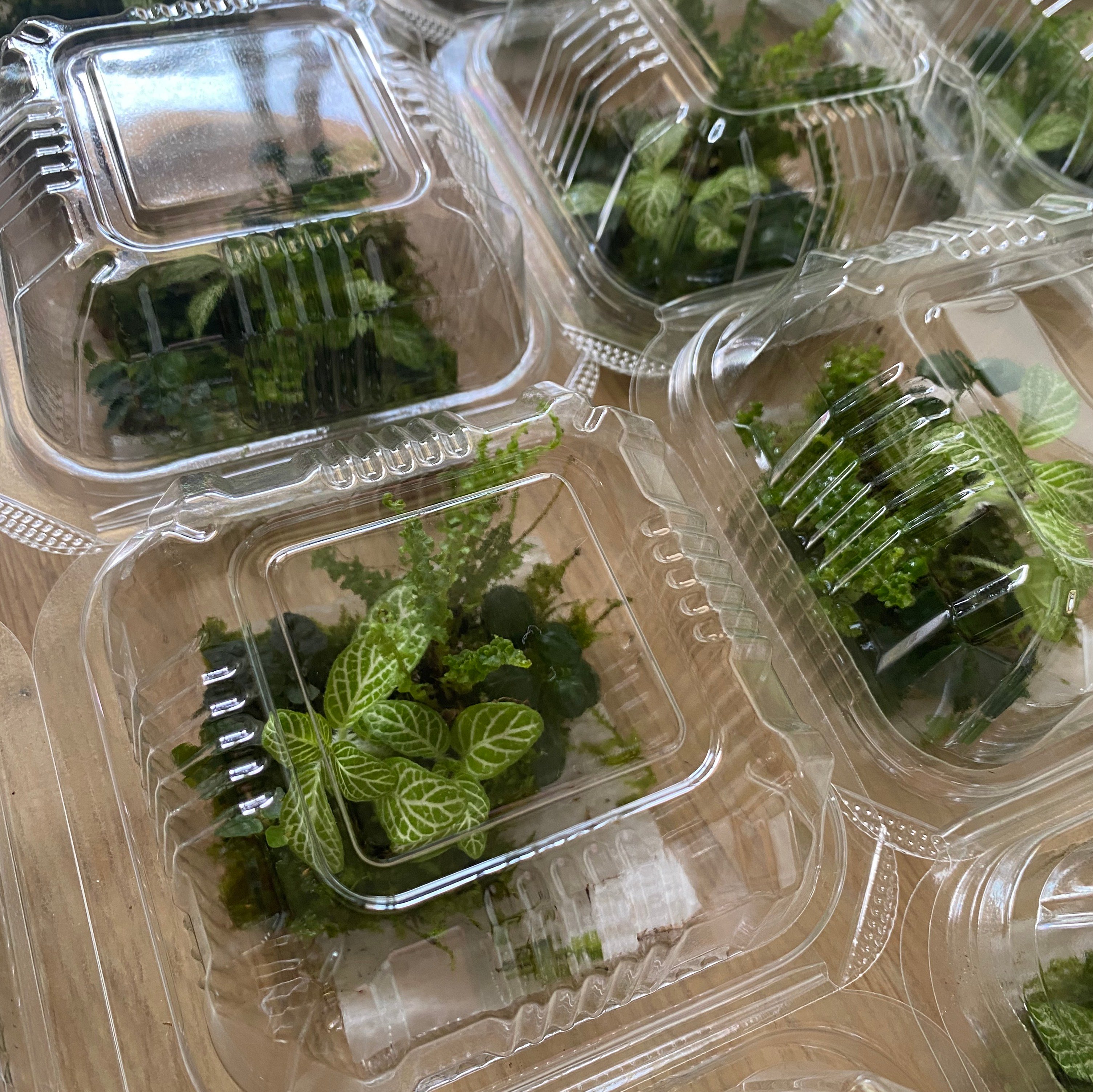 生態瓶綜合植物盒