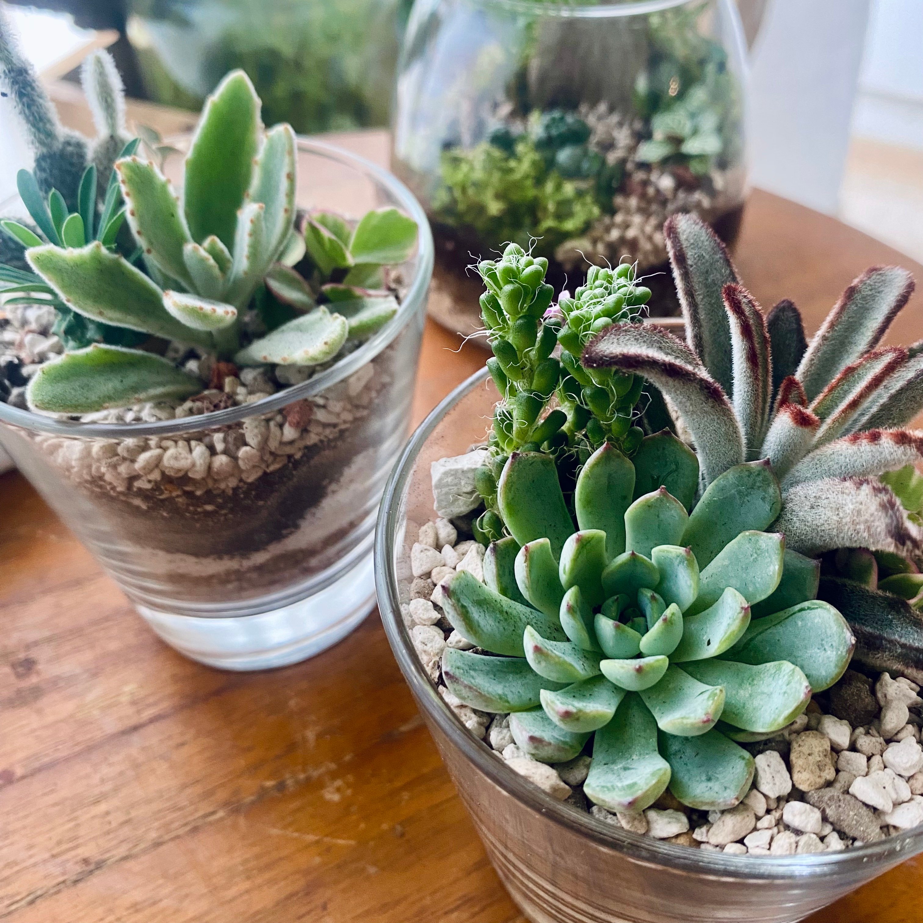 企業課程｜沙畫杯多肉組盆