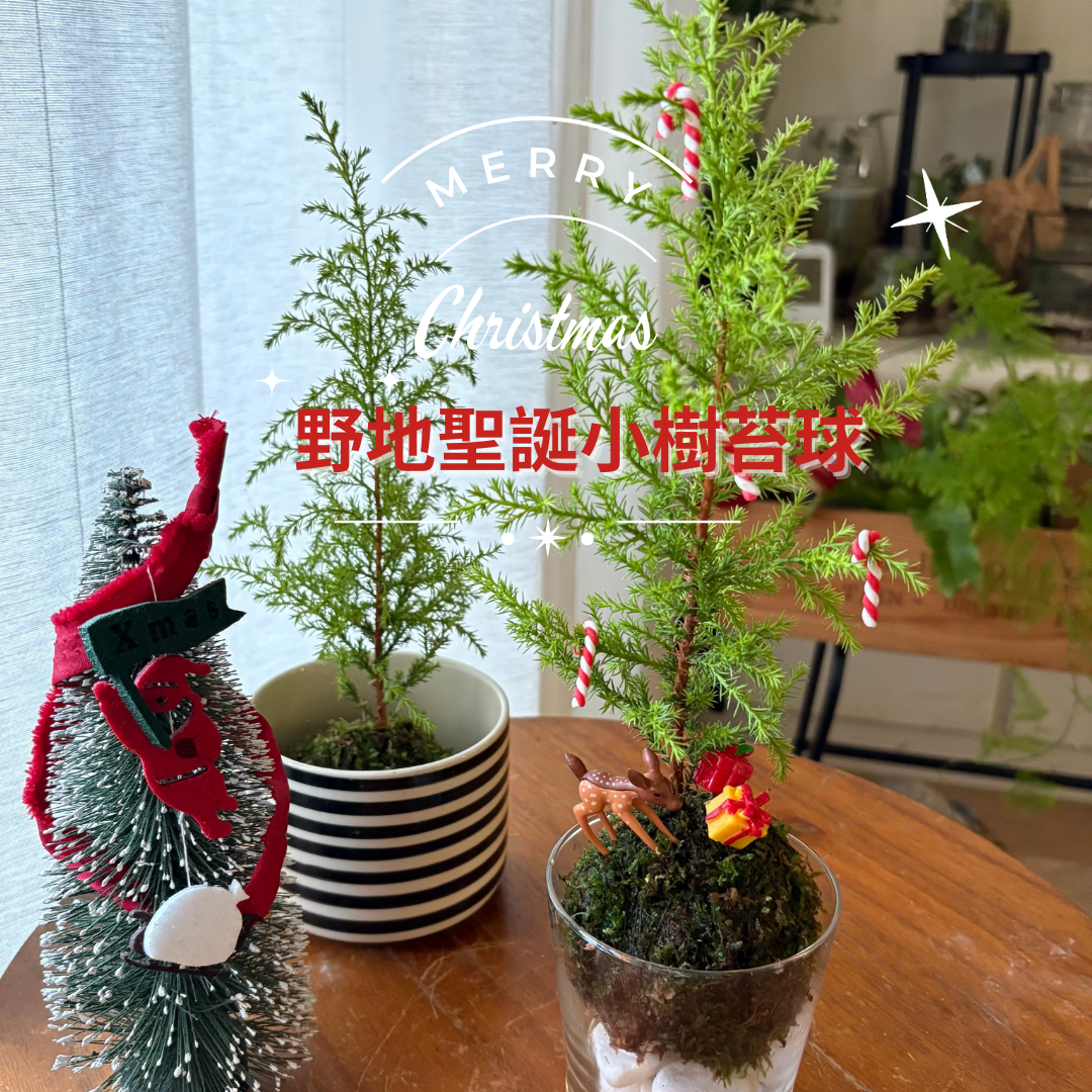 線上課程材料包｜野地聖誕小樹苔球