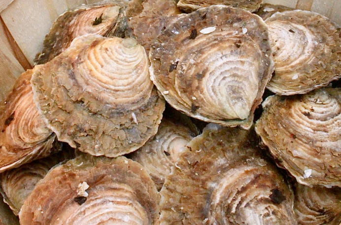 法國進口貝隆Belon生蠔