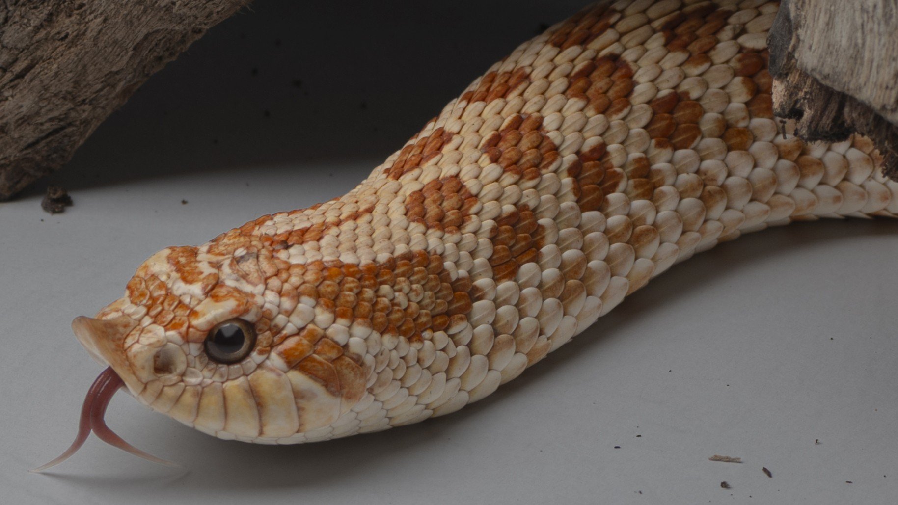 西部鼻蛇｜Heterodon nasicus