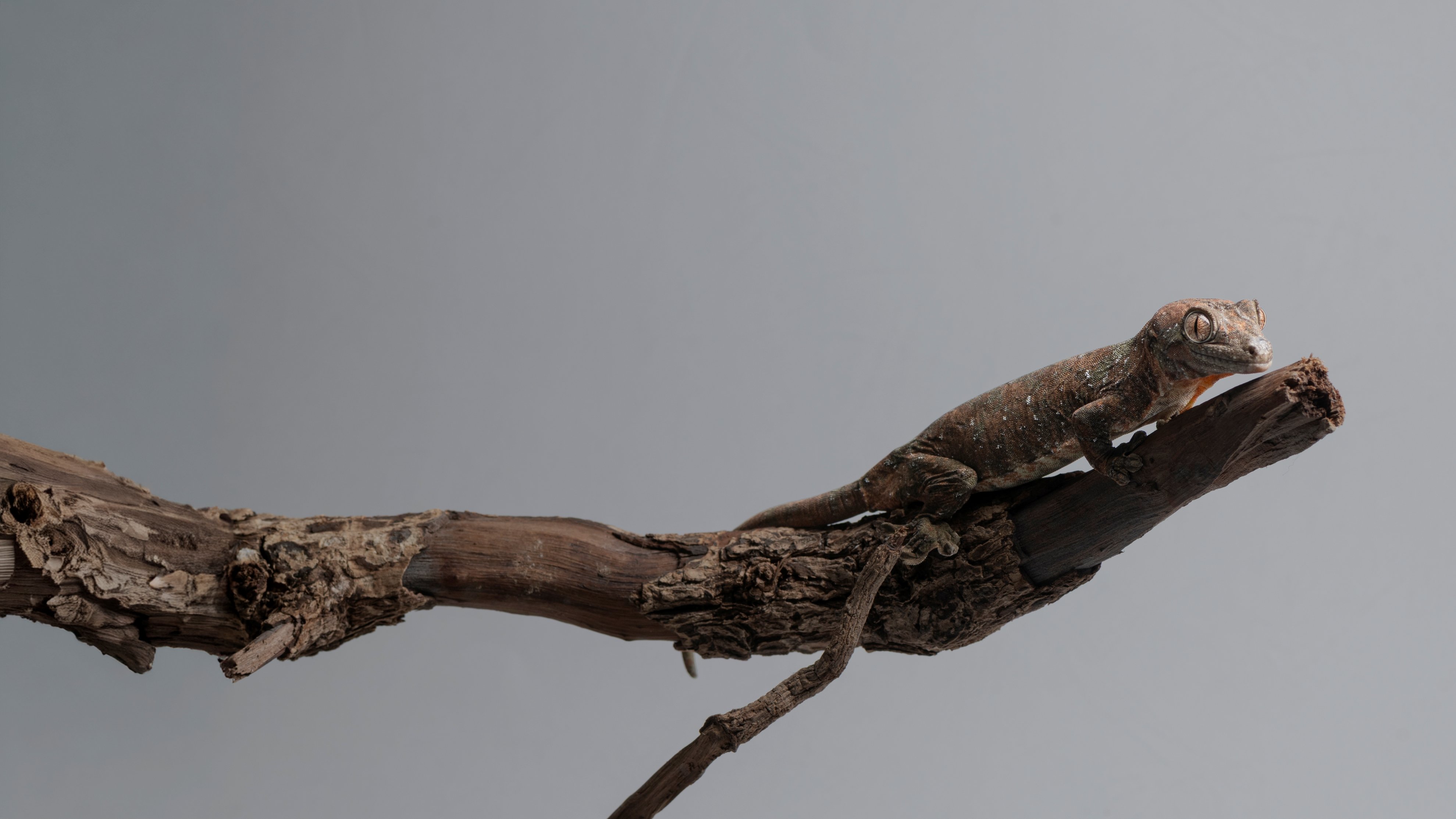 雨林深處的「活苔蘚」：魔物守宮的偽裝美學