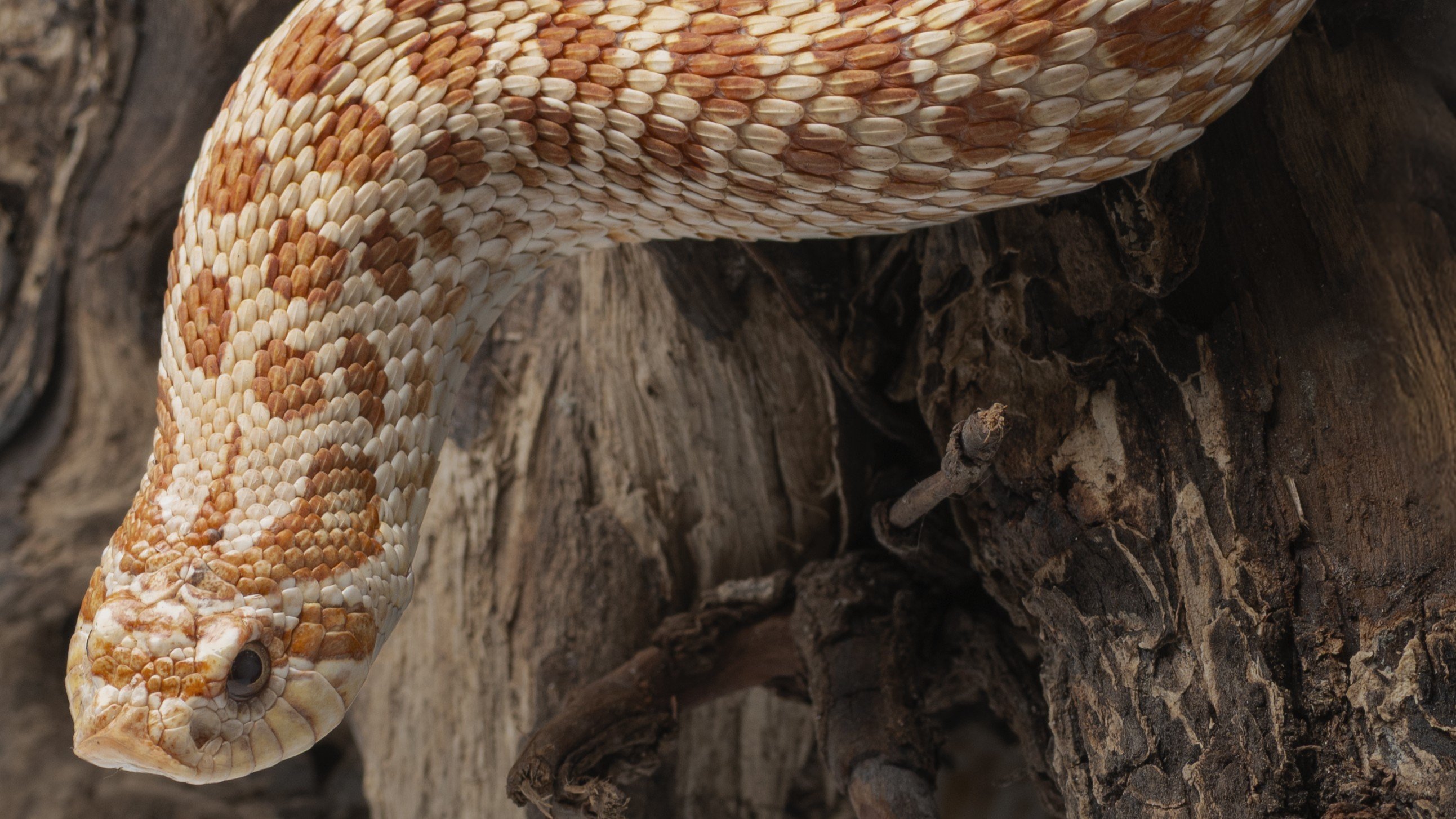 西部鼻蛇｜Heterodon nasicus