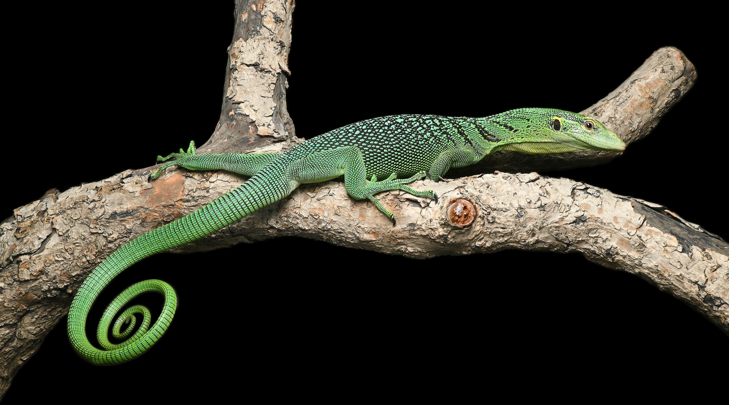 翡翠巨蜥｜Varanus prasinus