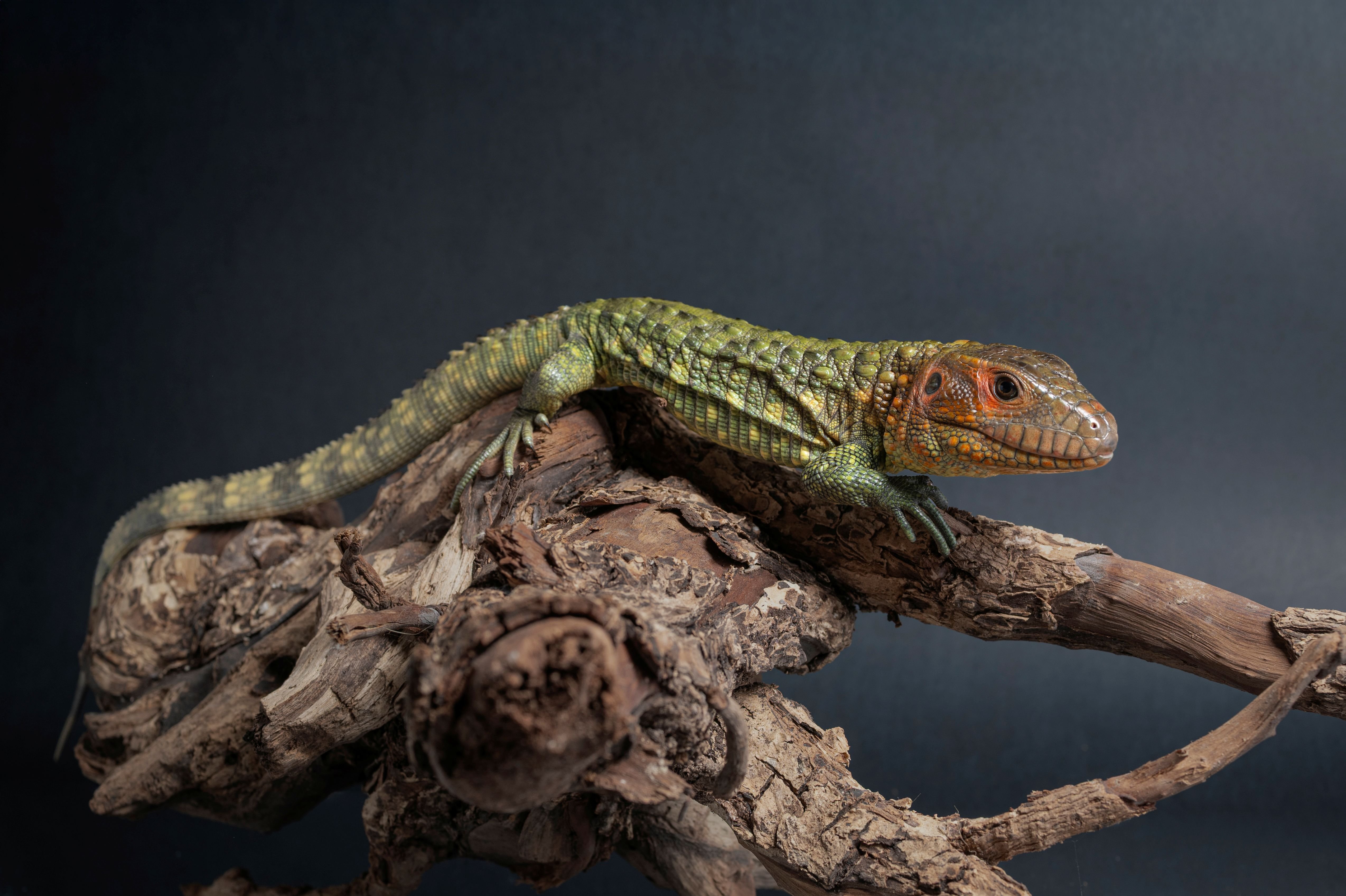 秘魯鰐蜥｜Dracaena guianensis