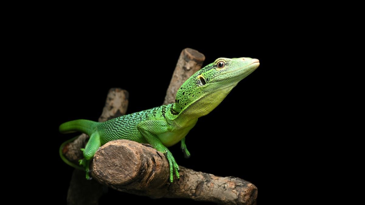 翡翠巨蜥｜Varanus prasinus