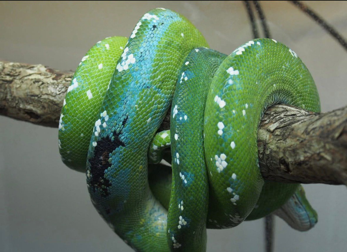 阿魯島藍黑派 綠樹蟒公蛇｜Green Tree Python