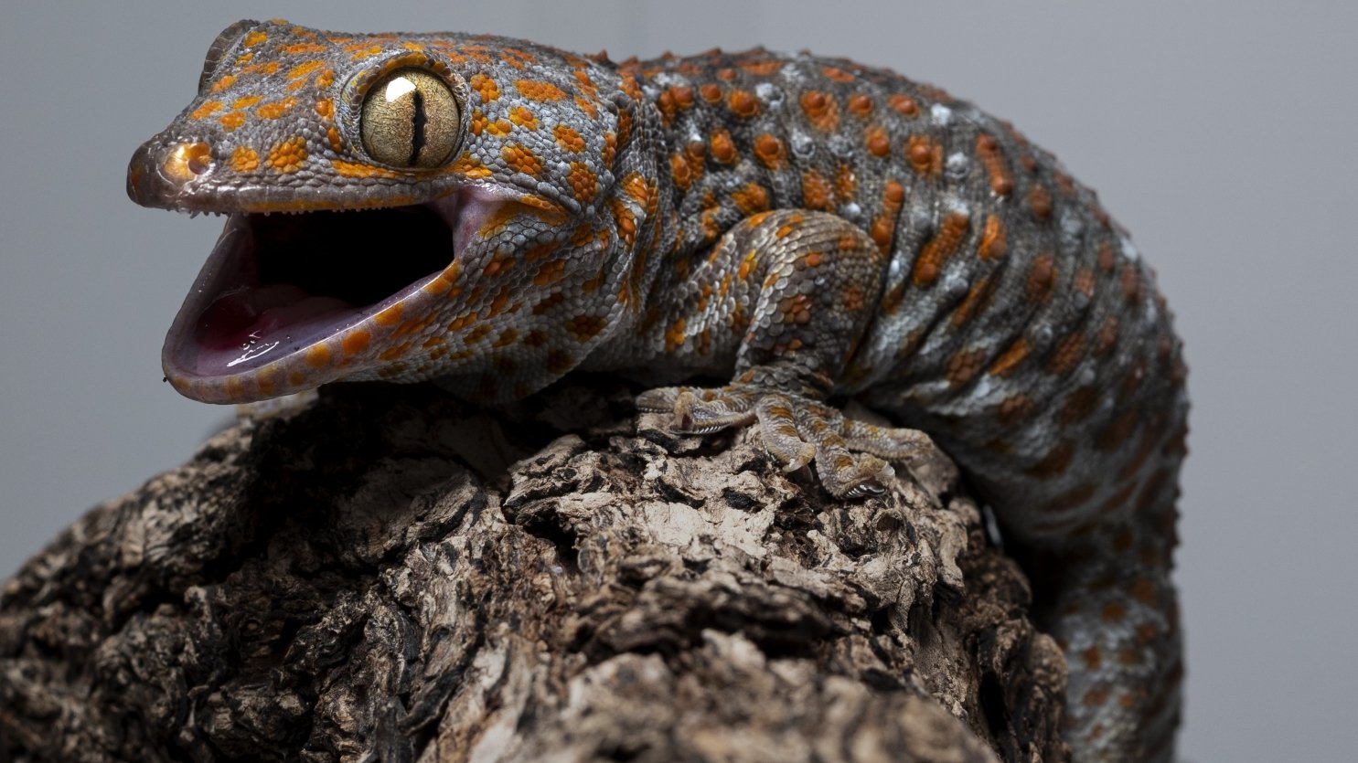 大守宮｜Gekko gecko