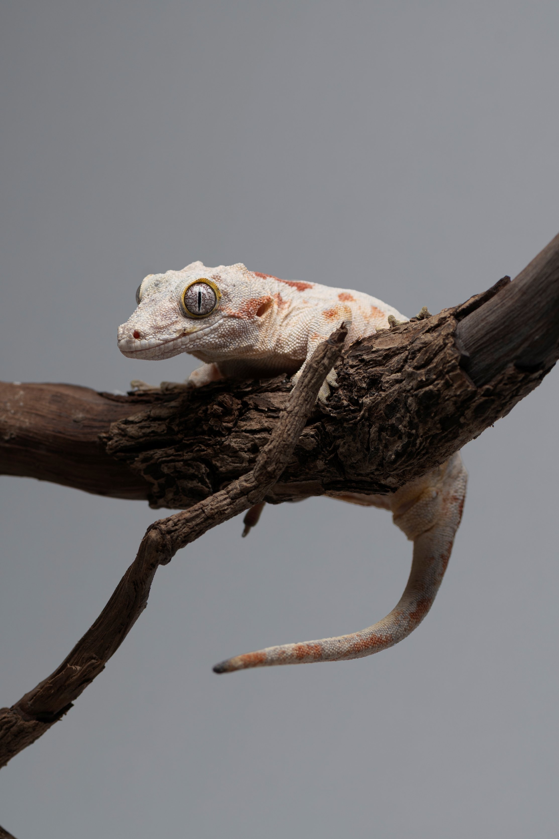 蓋勾亞守宮｜Rhacodactylus auriculatus